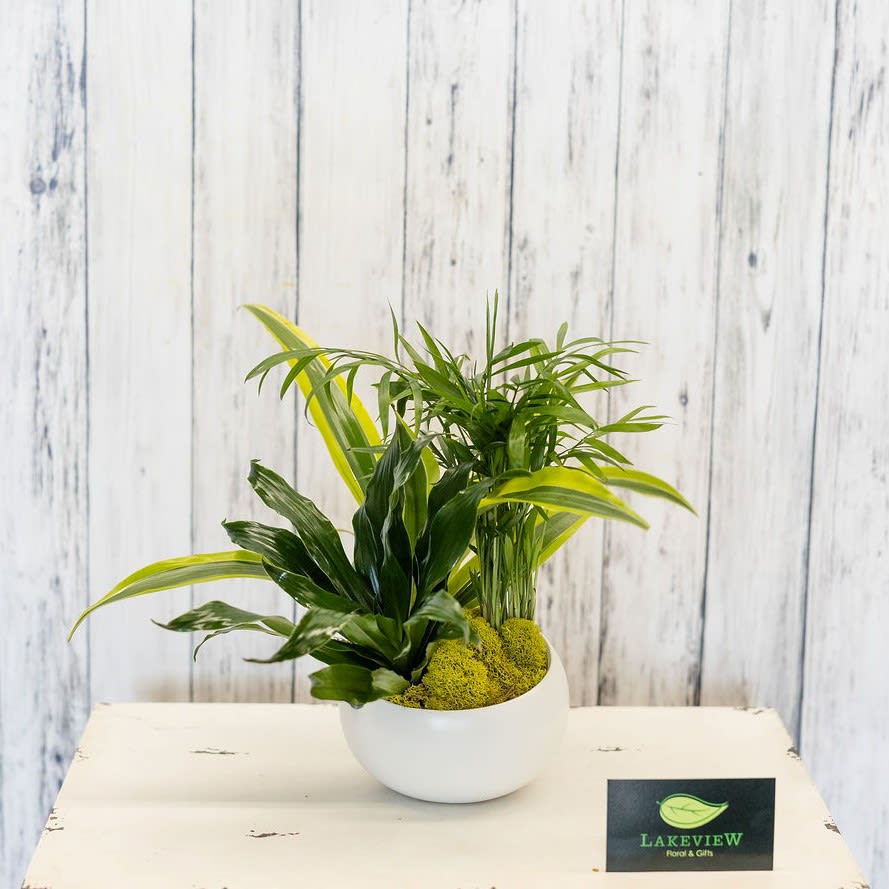 Potted green houseplant arrangement in a white bowl planter