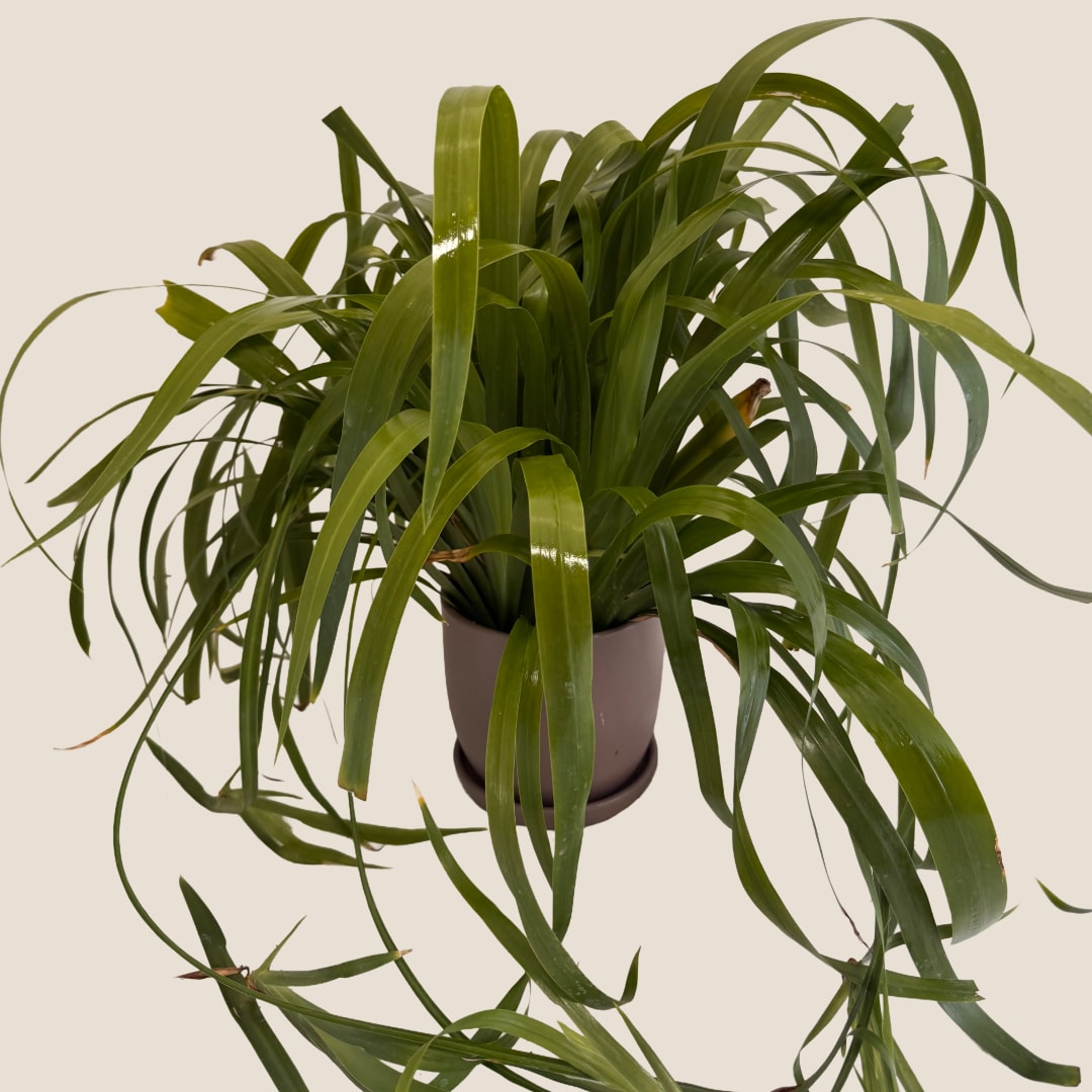 Potted green houseplant with long arching leaves in a brown pot