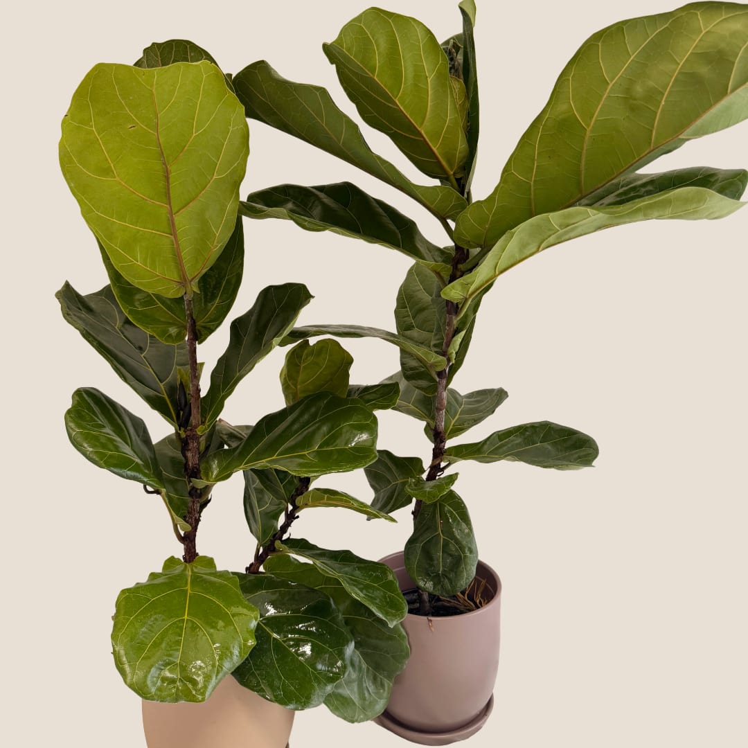 Two potted fiddle leaf fig plants with large green leaves