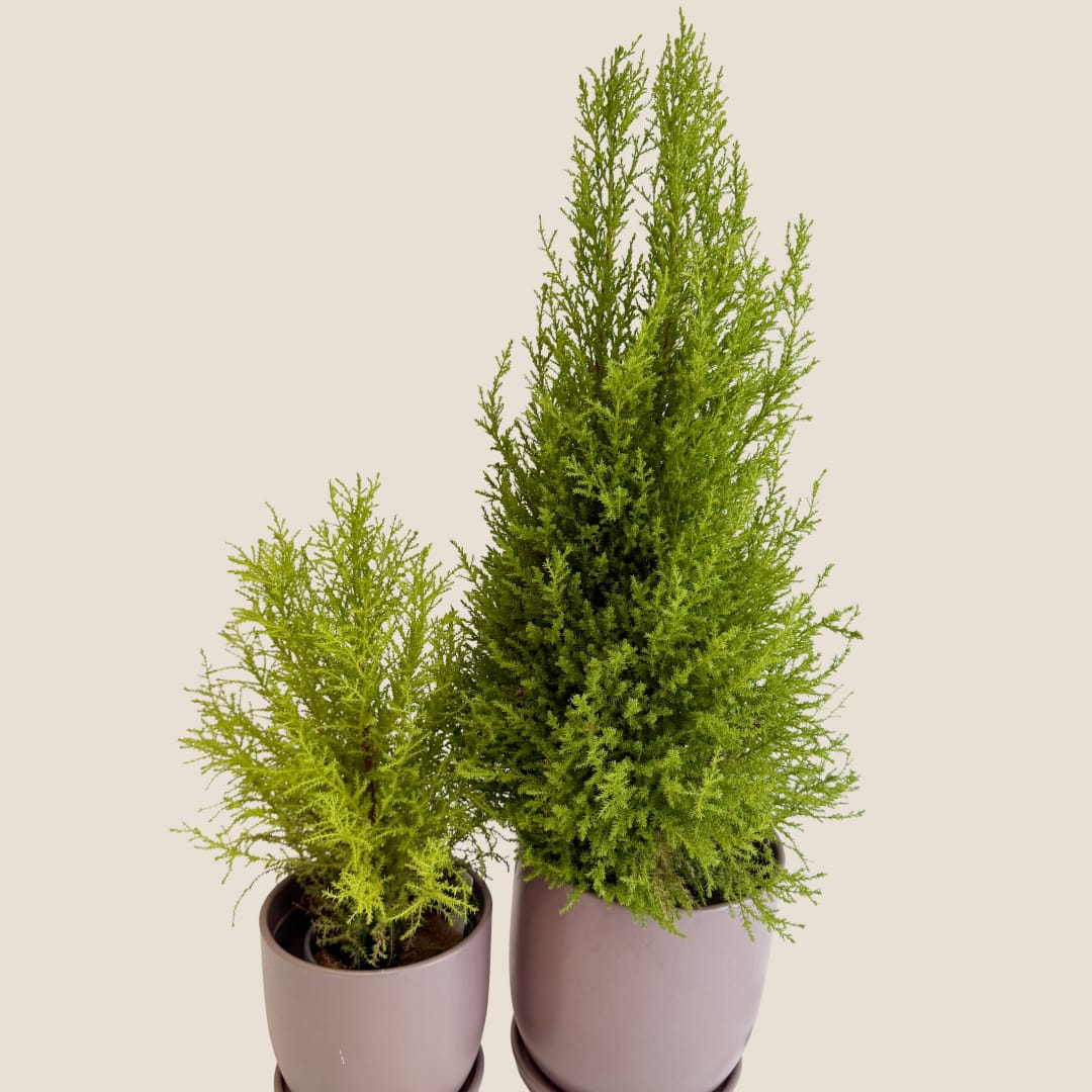 Two potted evergreen plants in mauve containers