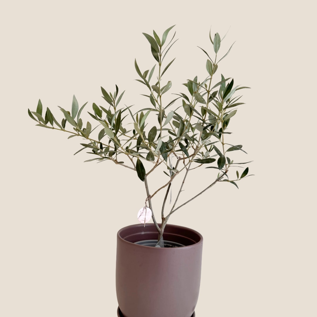 Potted olive tree in a brown planter