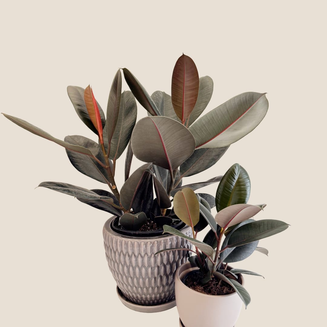 Two potted rubber plants with dark oval leaves on a plain background