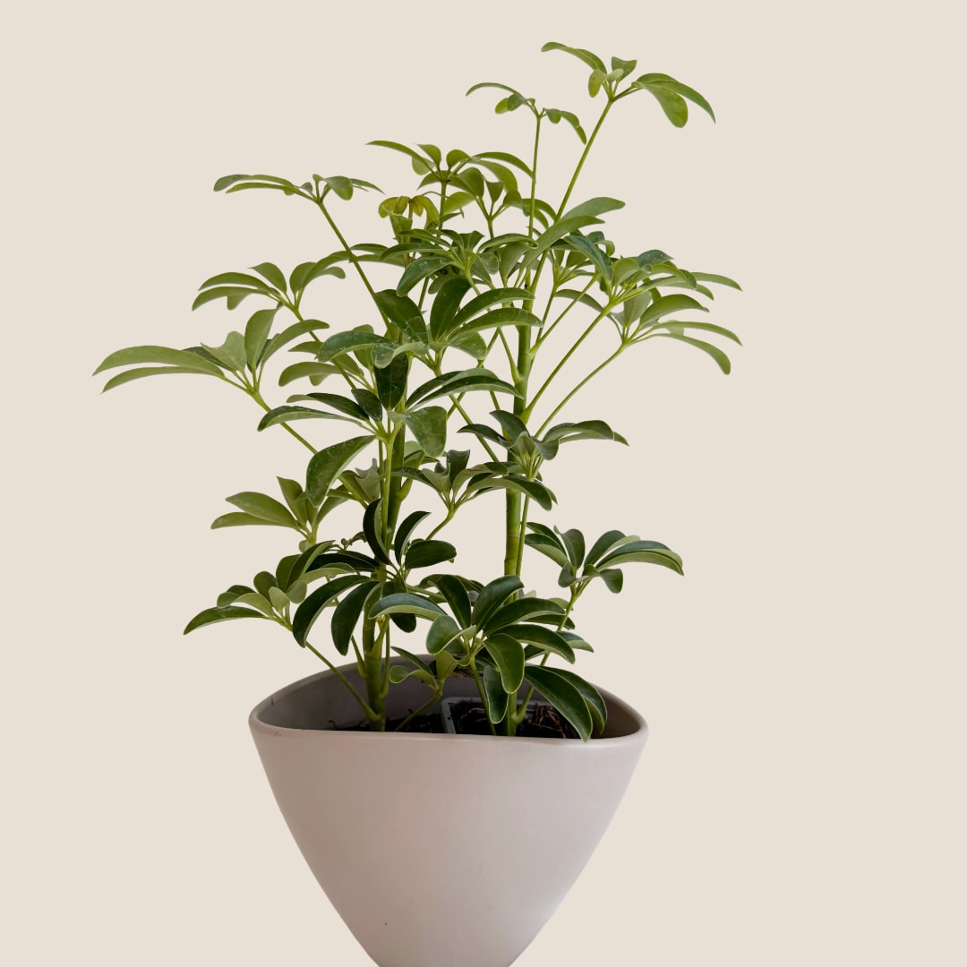 Potted green houseplant in a white tapered planter