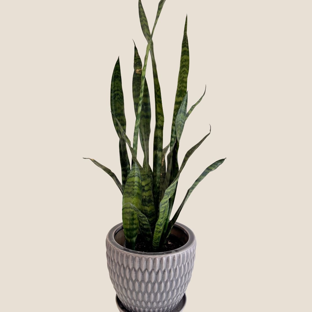 Potted snake plant in a textured gray ceramic planter