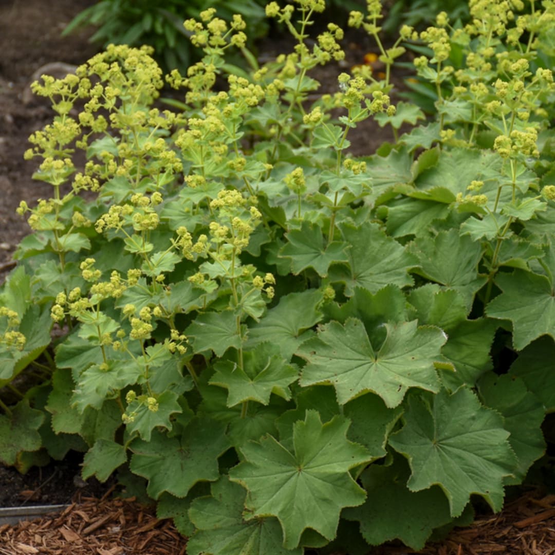 Green flowering plant with clusters of small yellow blooms