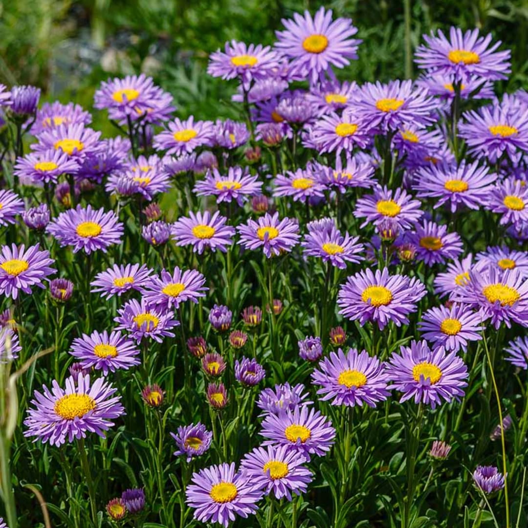 Field of purple daisy-like flowers with yellow centers