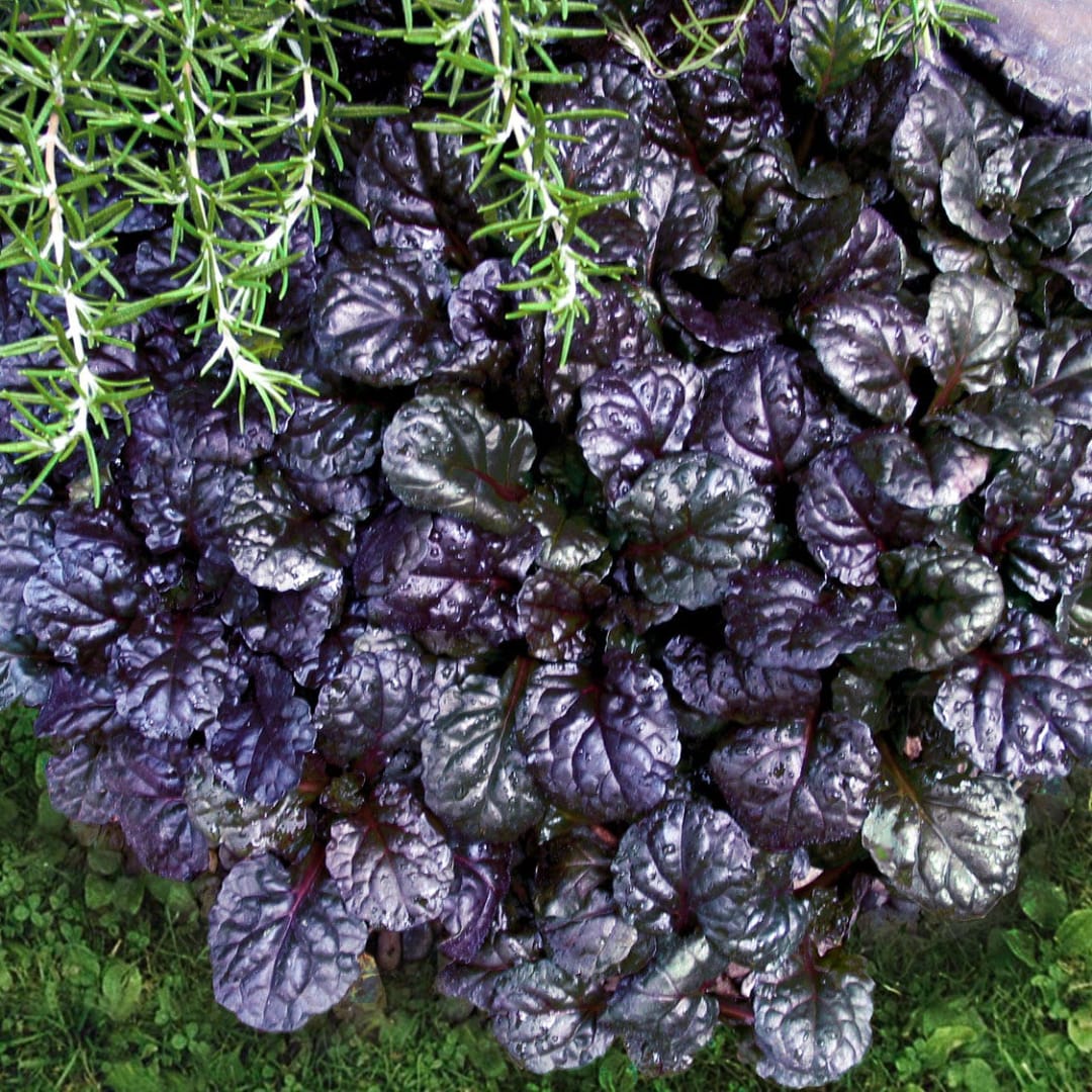 Close-up of a plant with glossy purple leaves and trailing green foliage
