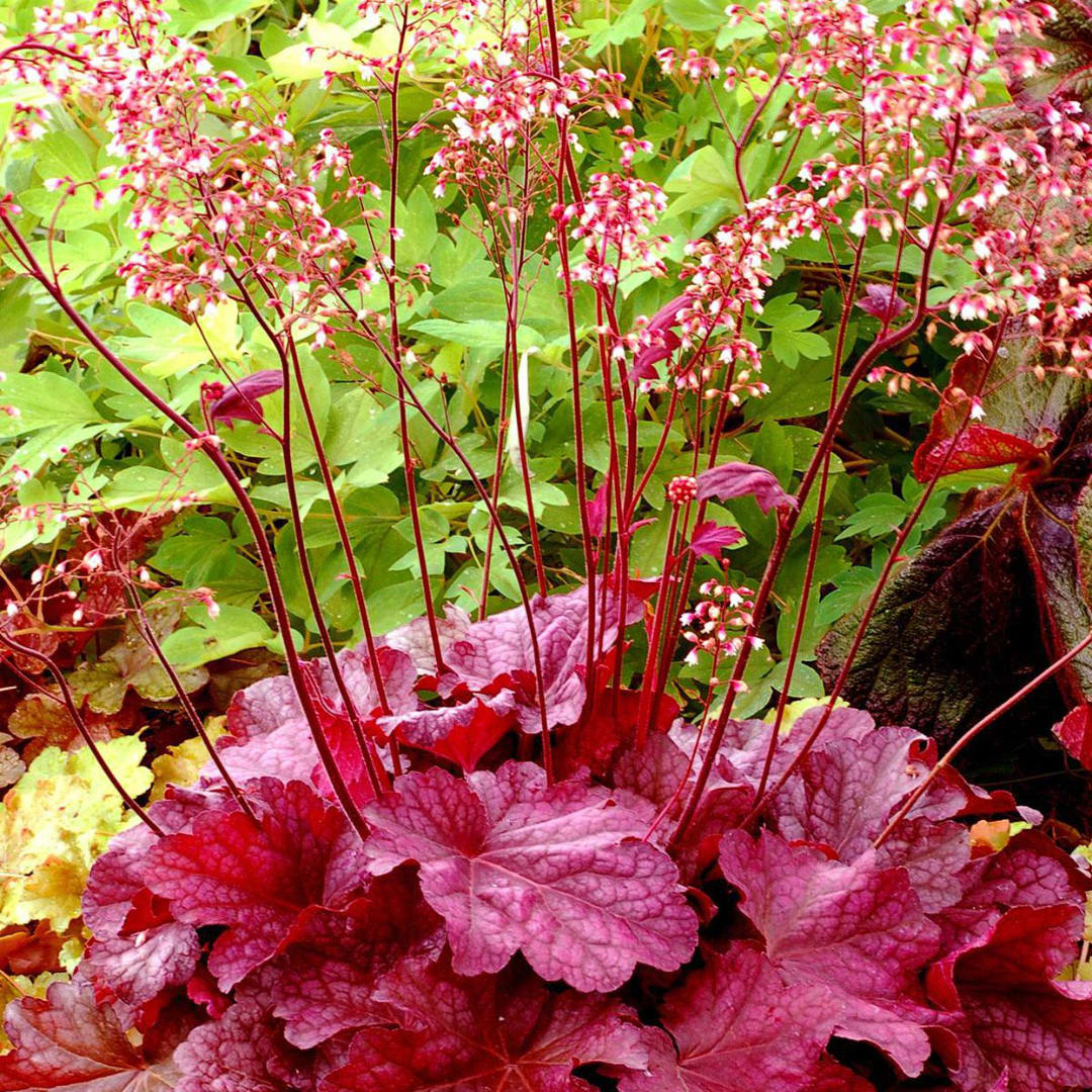 Pink and red coral bells flowers with burgundy stems in a garden bed