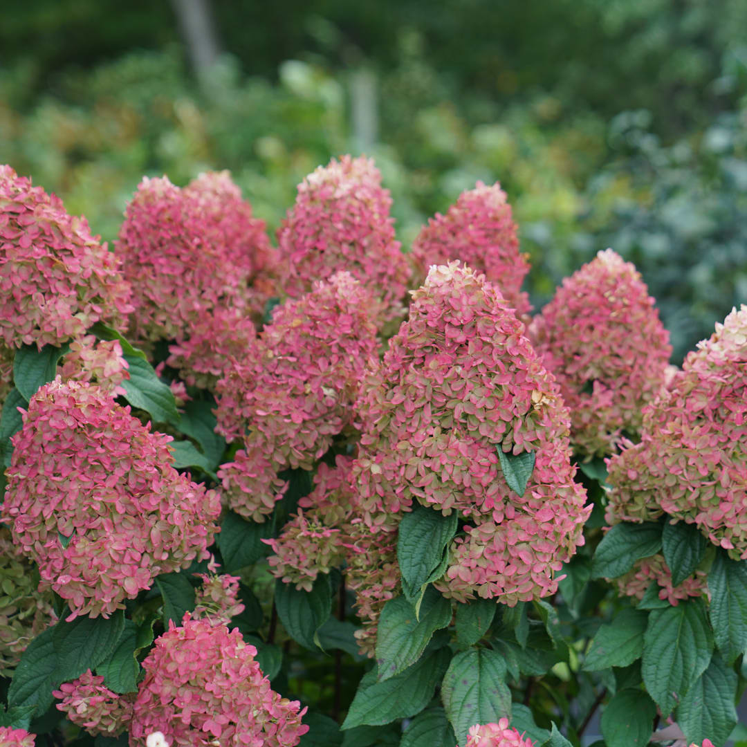 Pink hydrangea blooms with dark green leaves in a garden setting
