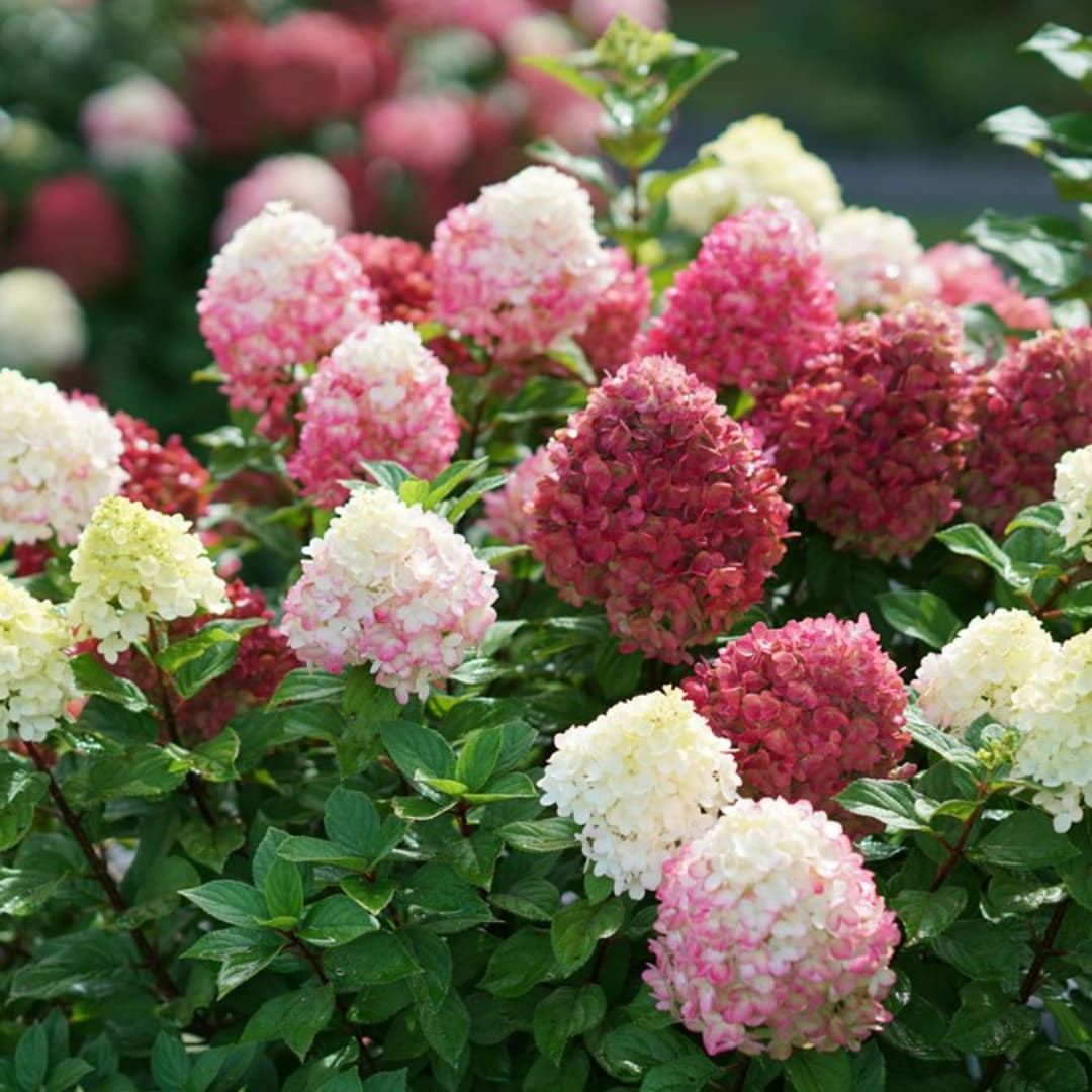 Clusters of pink and white hydrangea blooms in a garden setting