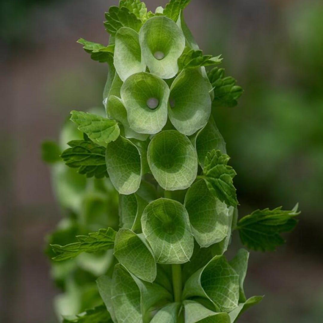 Green bell-shaped flowers clustered on a tall stem
