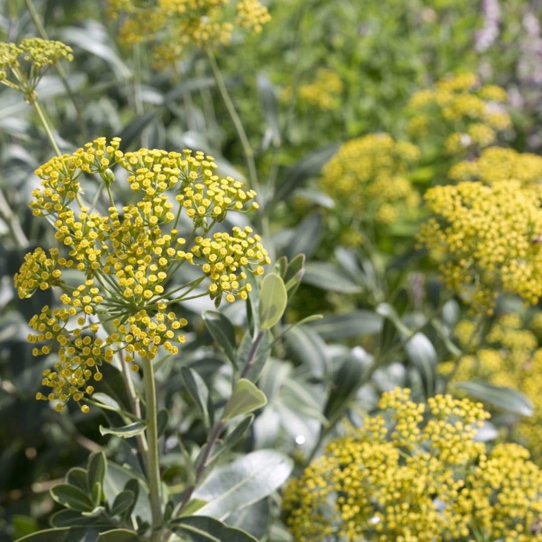 Yellow flower clusters among gray-green foliage in a garden setting