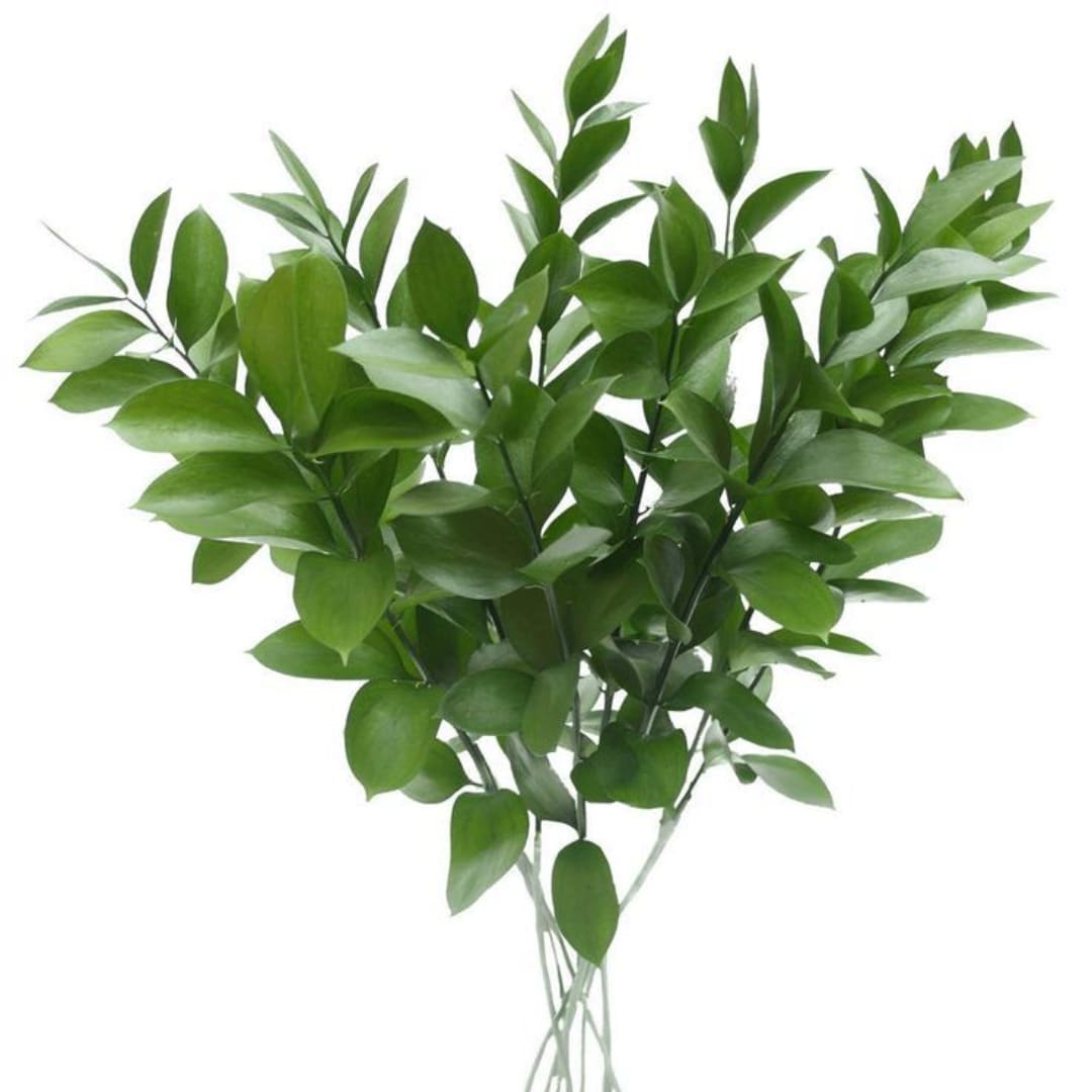 Bundle of glossy green foliage stems on a white background