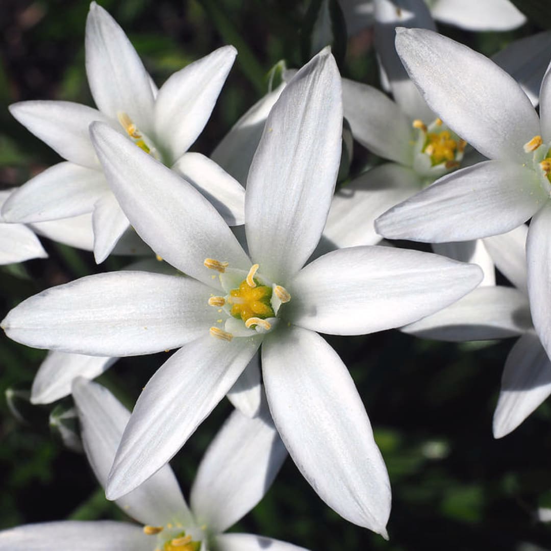 Close-up of white star-shaped flowers with yellow centers