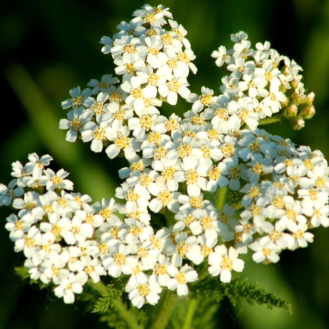 Cluster of small white flowers with yellow centers on a green background
