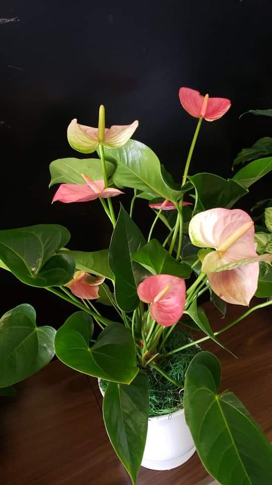 Pink and pale anthuriums in a white pot