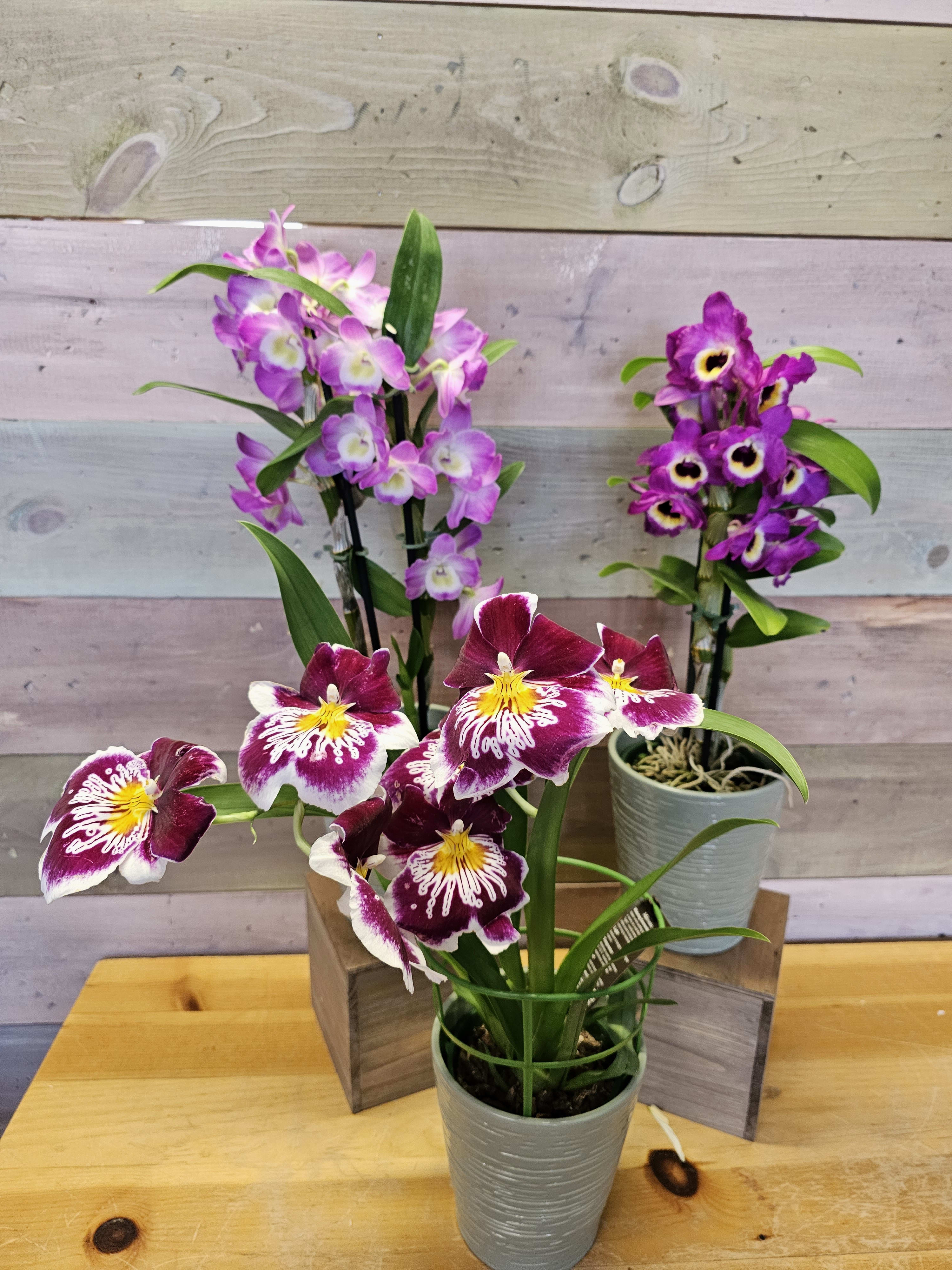 Three potted orchid plants with purple and white blooms