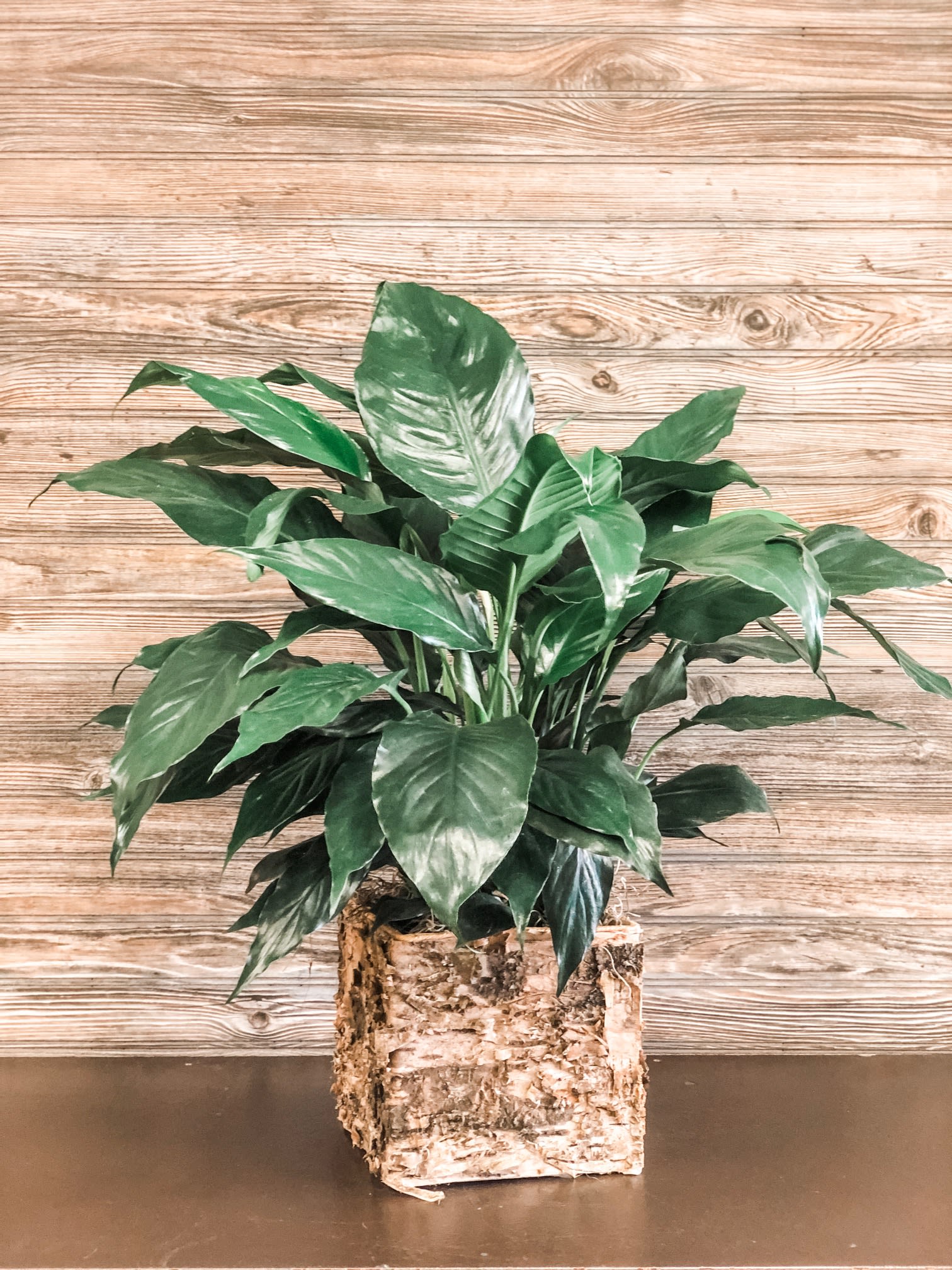 Peace Lily in Birch  - 6" Peace Lily in a 6x6 natural lined birch cube.  Peace Lilies sometimes have white blooms depending on the season.   