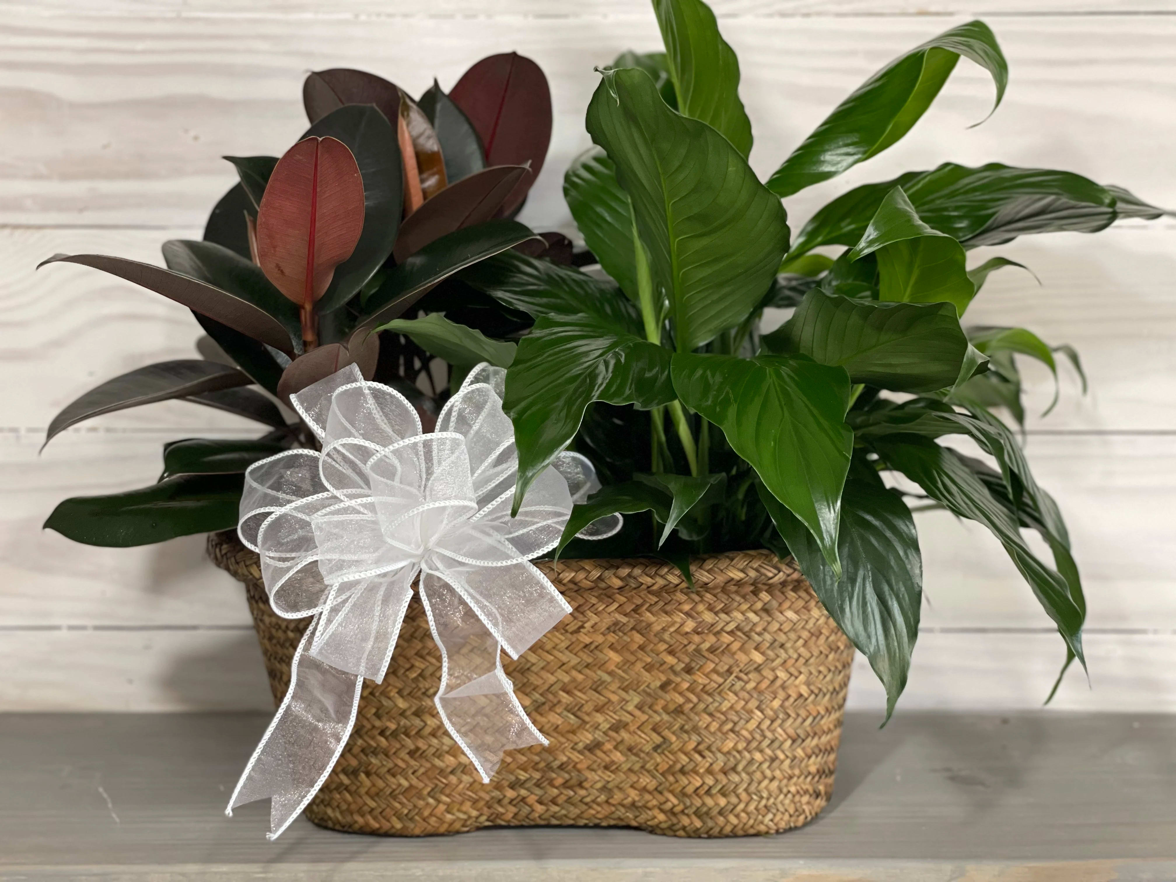 Two leafy potted plants in a woven basket with a white ribbon bow