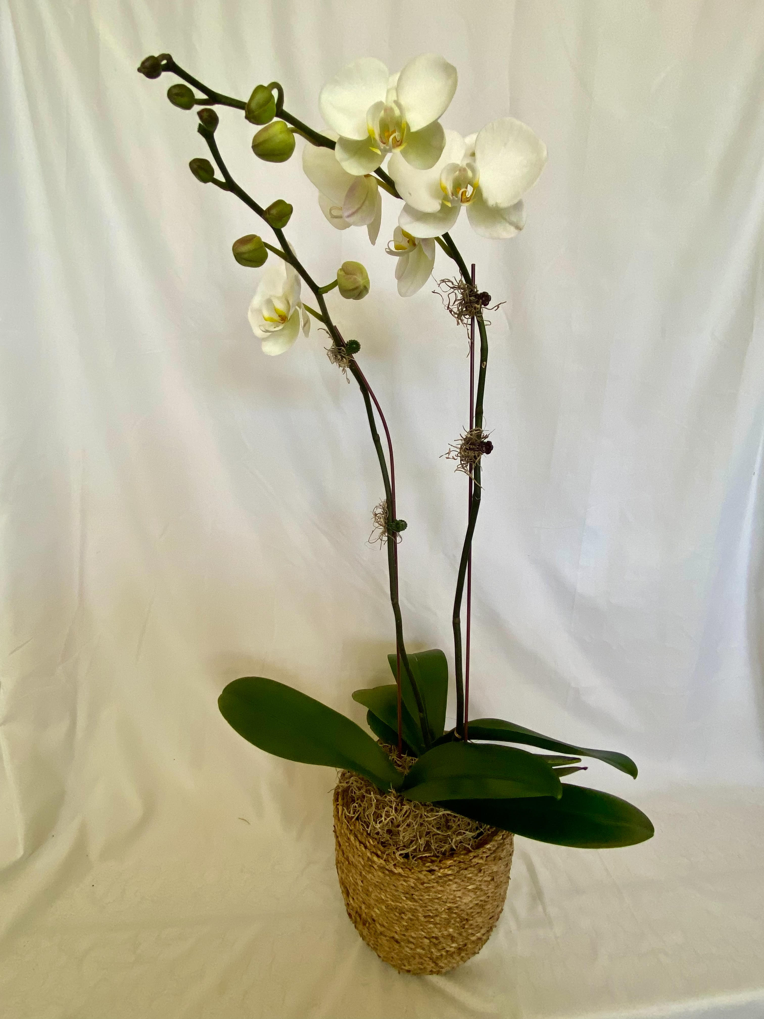 White orchid plant in a woven basket pot
