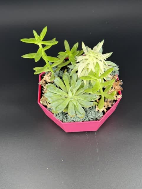 Small succulent arrangement in a pink geometric pot