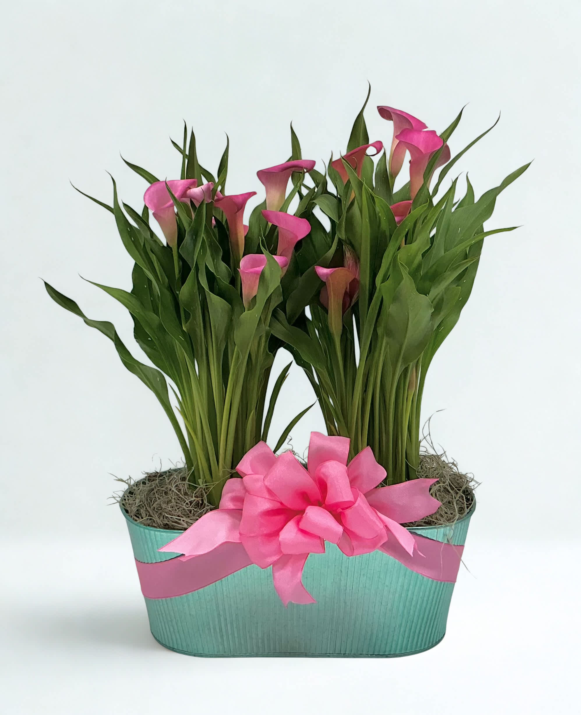 Pink calla lilies in a teal container with a pink ribbon
