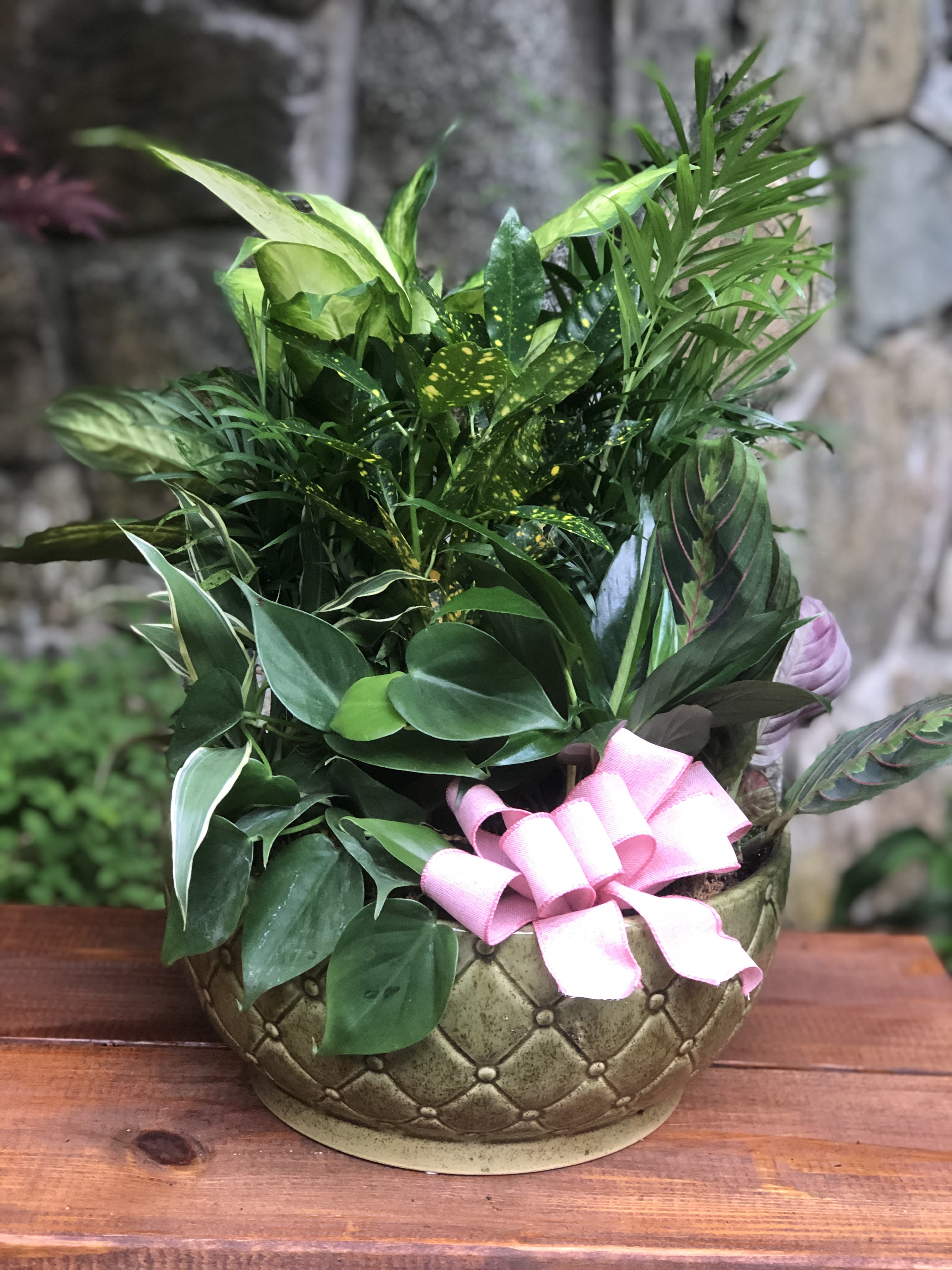 Potted green houseplant arrangement with a pink ribbon bow