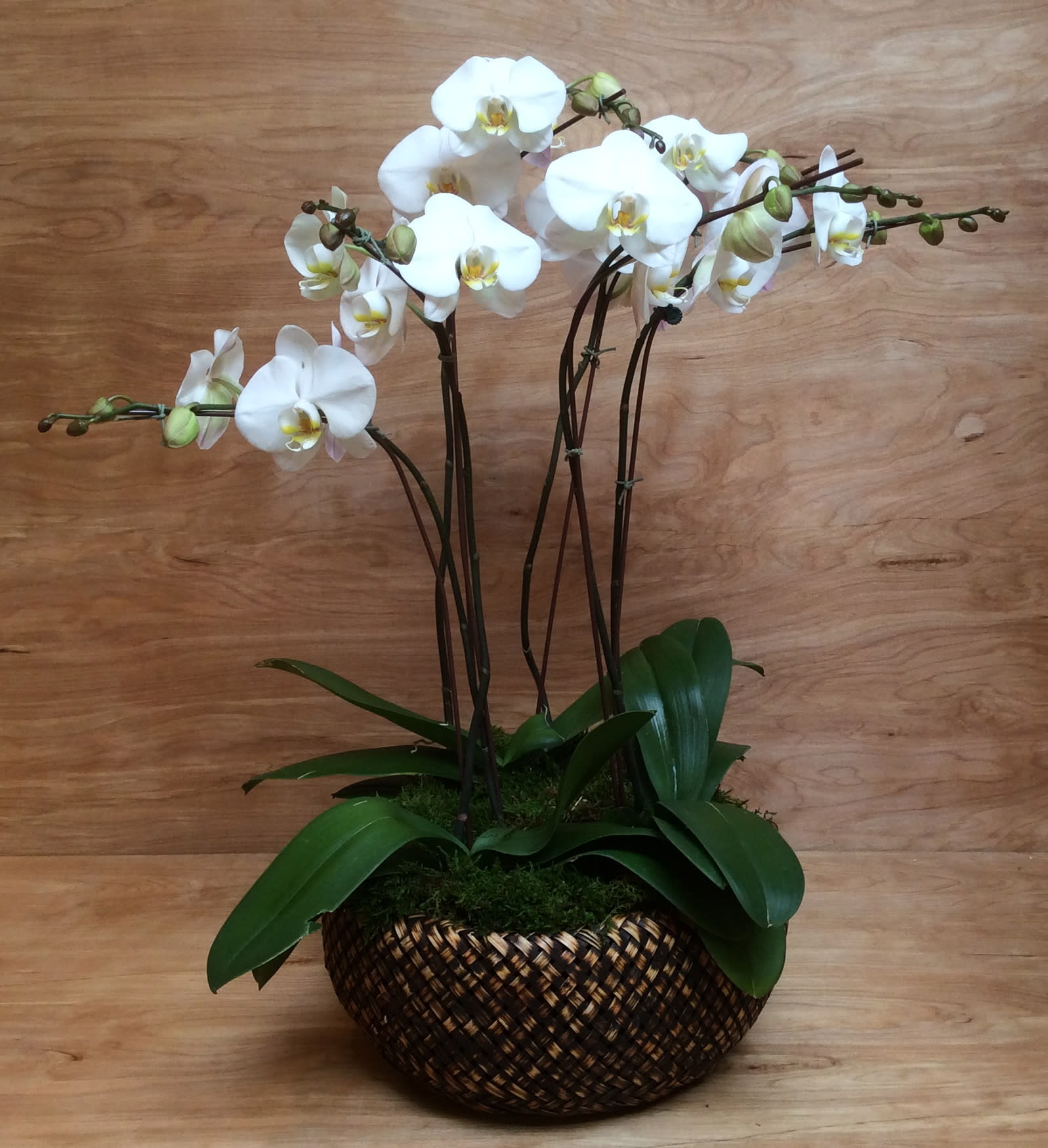 White orchid plant in a woven basket planter