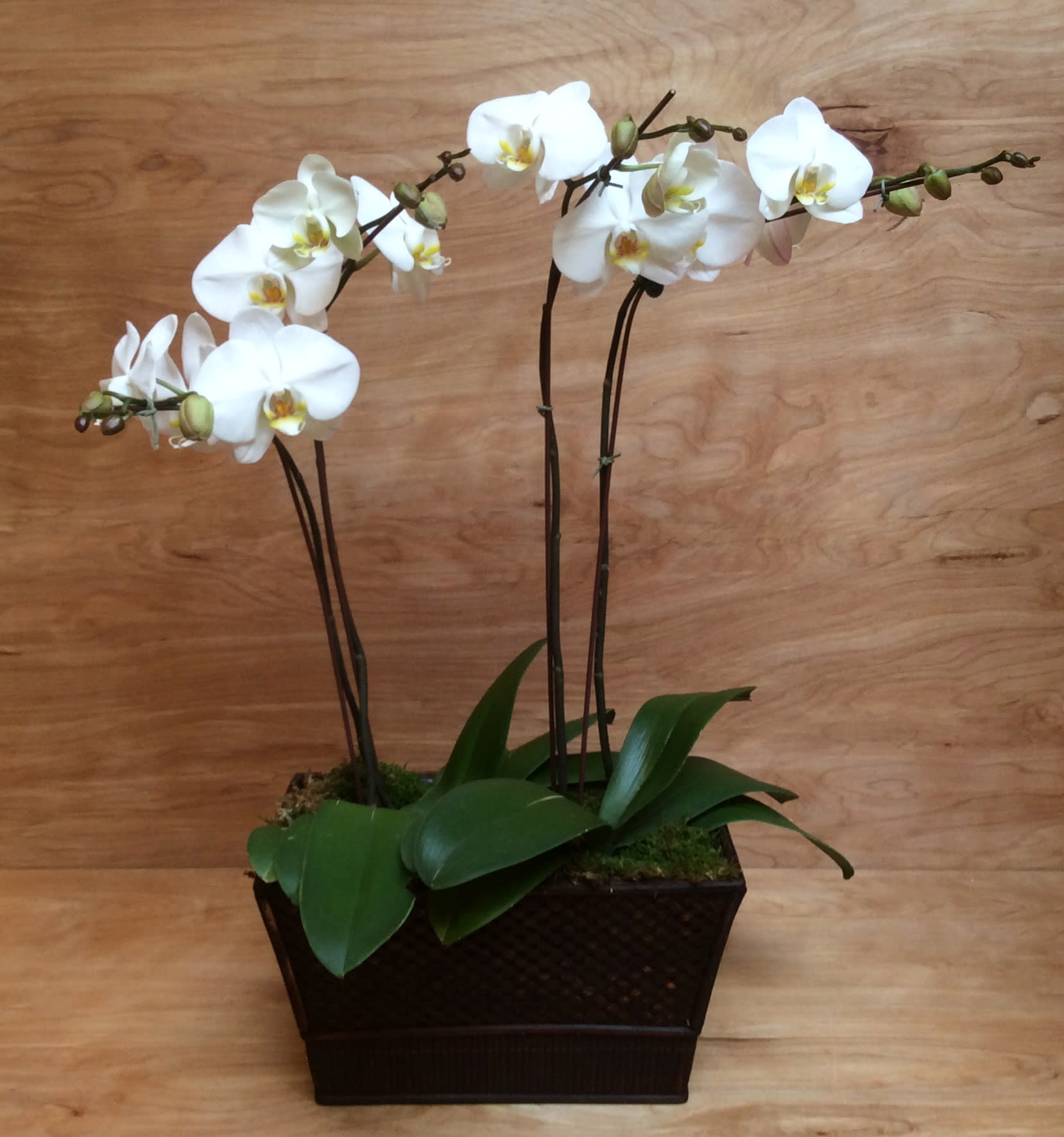 White orchid plant in a dark rectangular planter