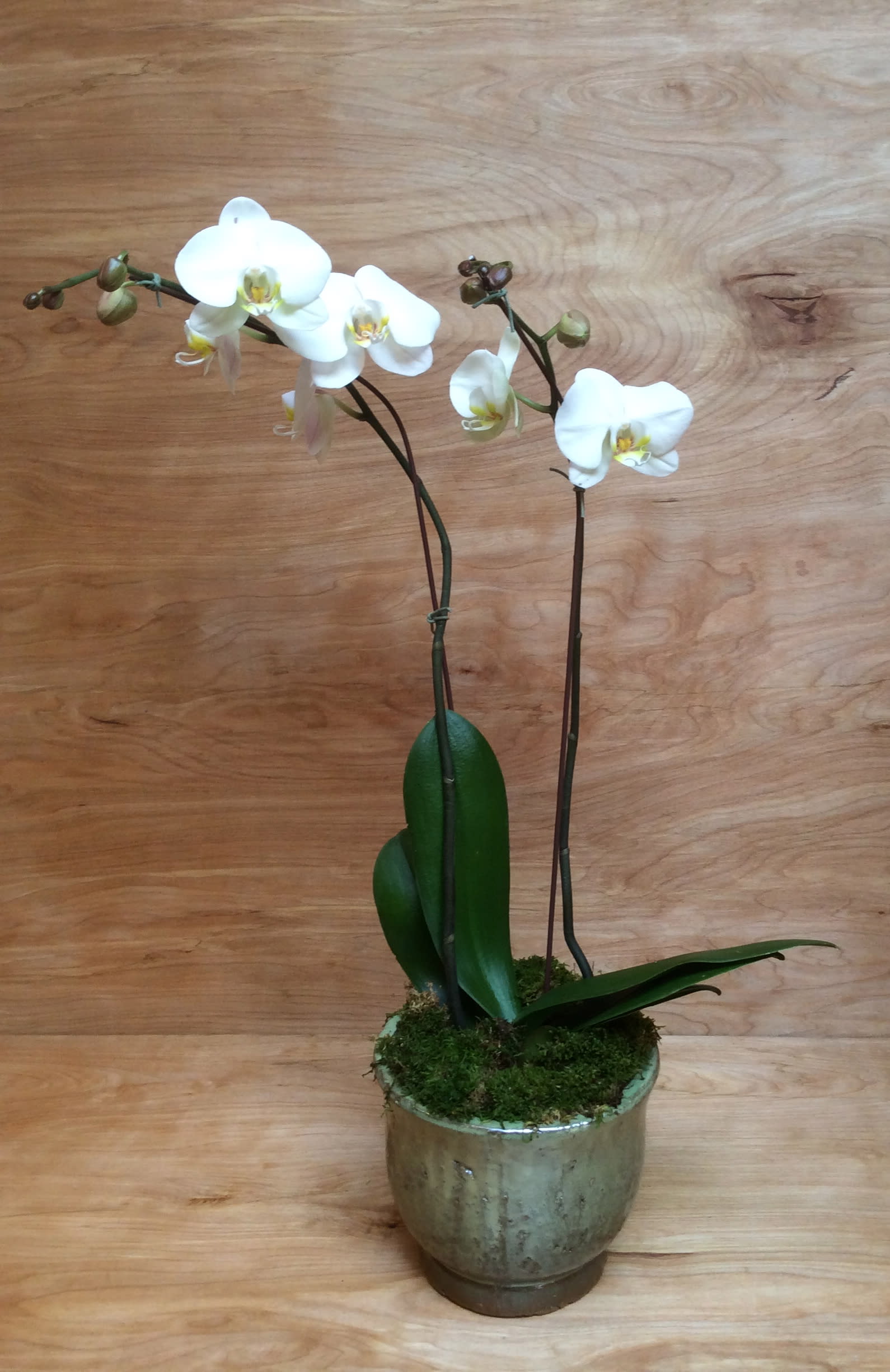 White orchid plant in a metal pot with moss