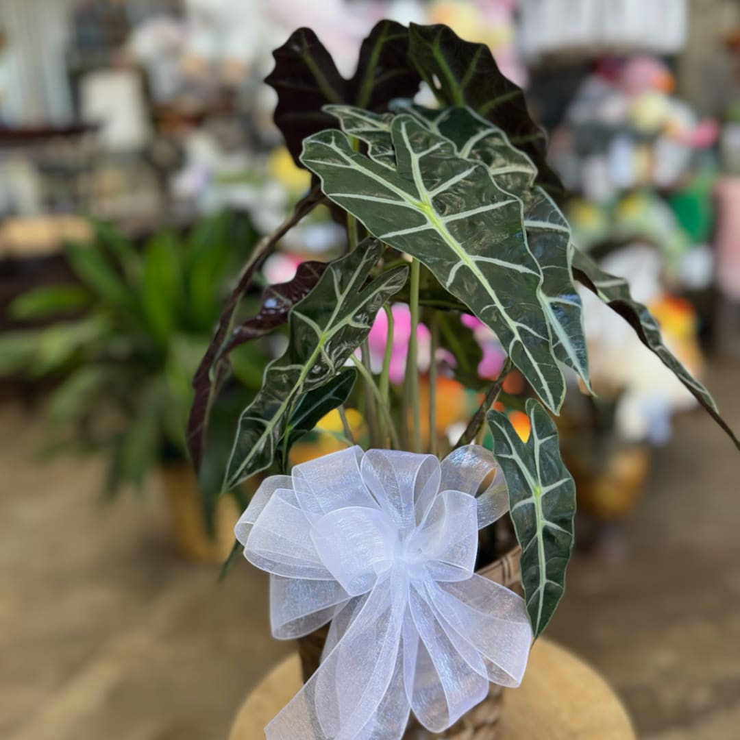 Potted plant with dark green arrow-shaped leaves and a white bow