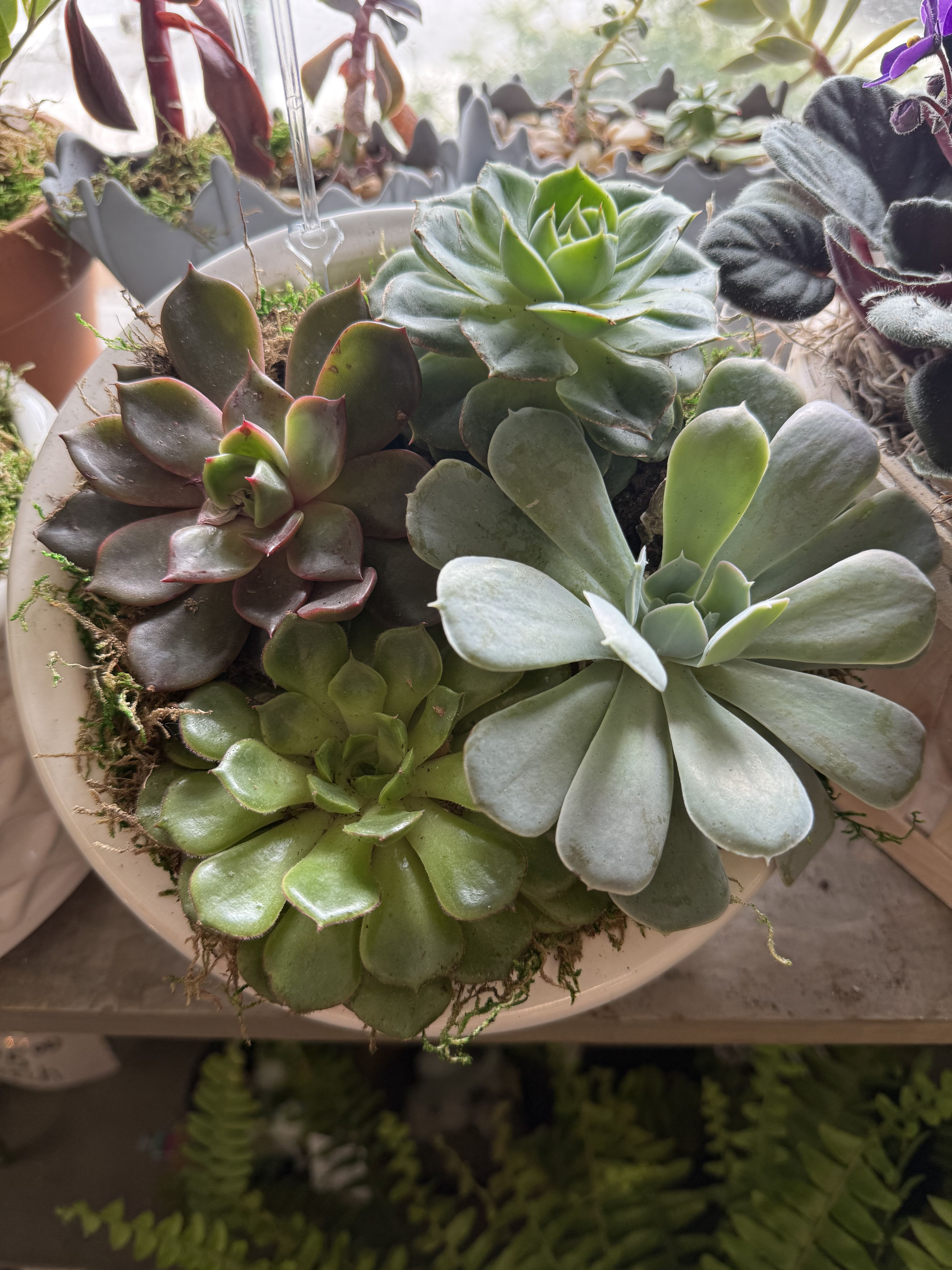 Potted arrangement of assorted succulents in a shallow bowl