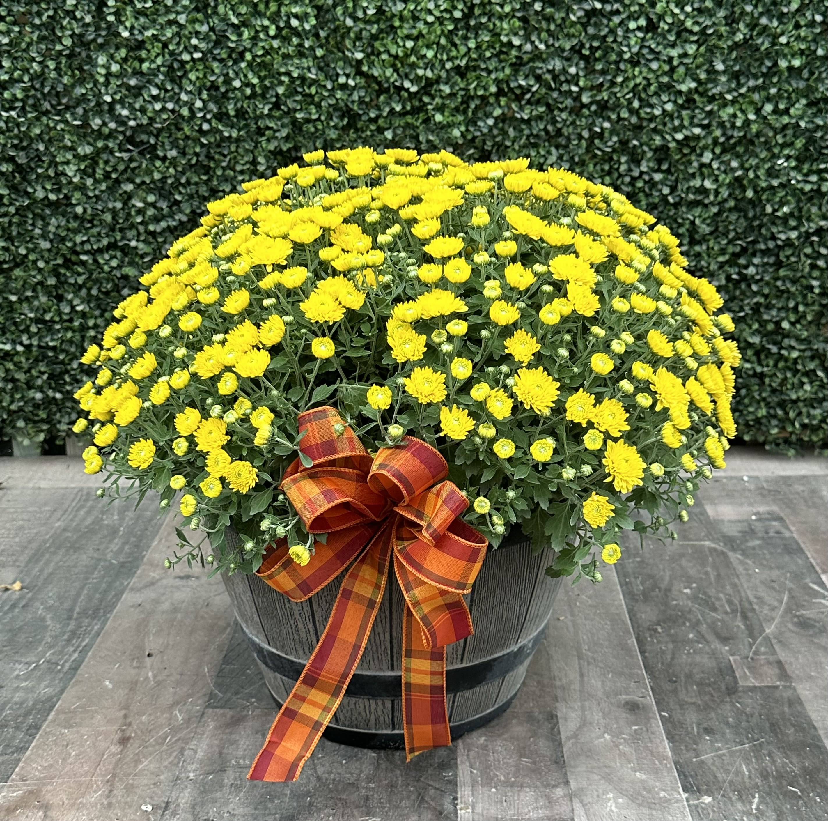 YELLOW WHISKEY BARREL MUM PLANTER - A colorful and full yellow mum in a decorative whiskey barrel container with a fall bow.  