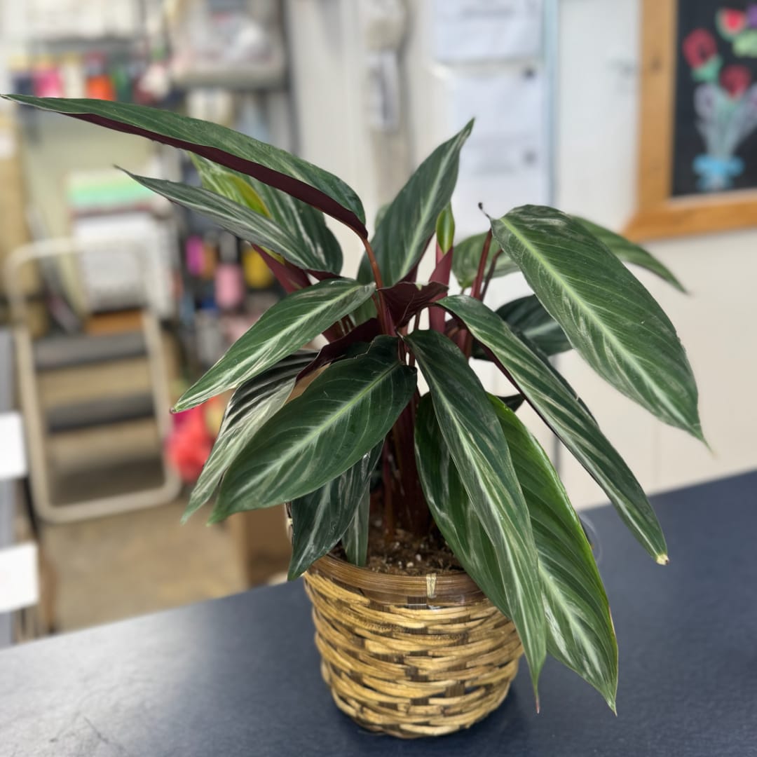 Potted tropical plant with long striped green leaves in a woven basket