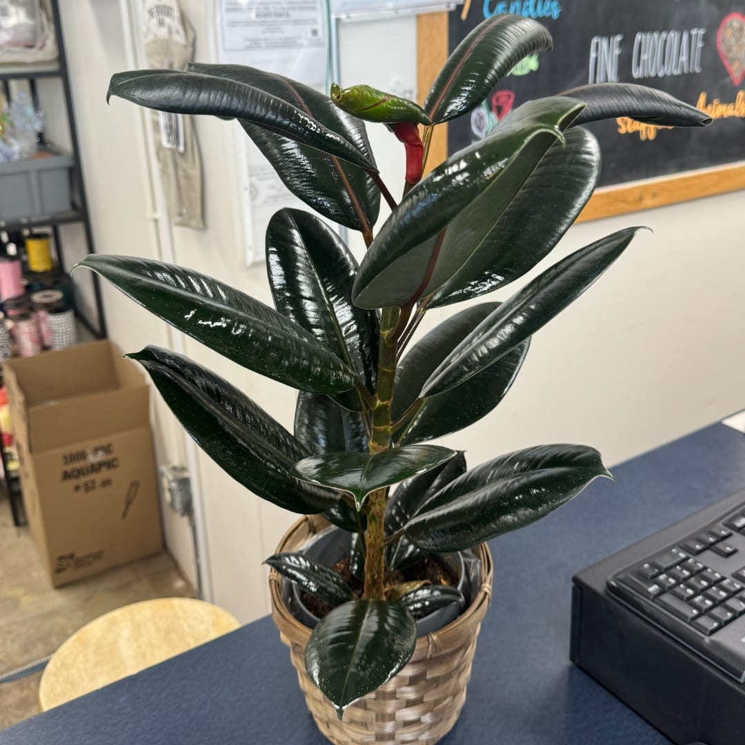Potted rubber plant in a woven basket on a counter