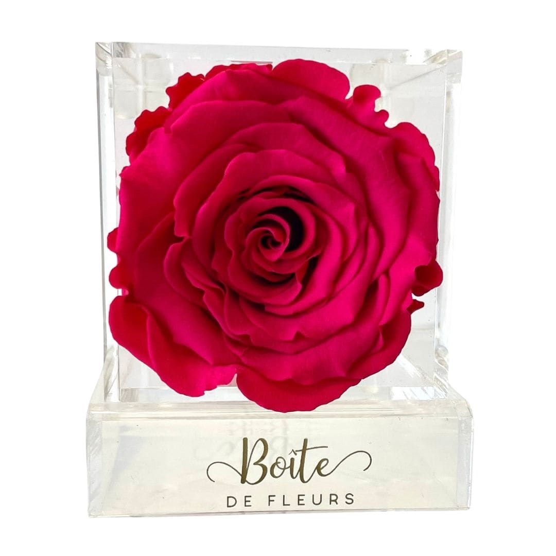 Single hot pink rose in a clear acrylic box