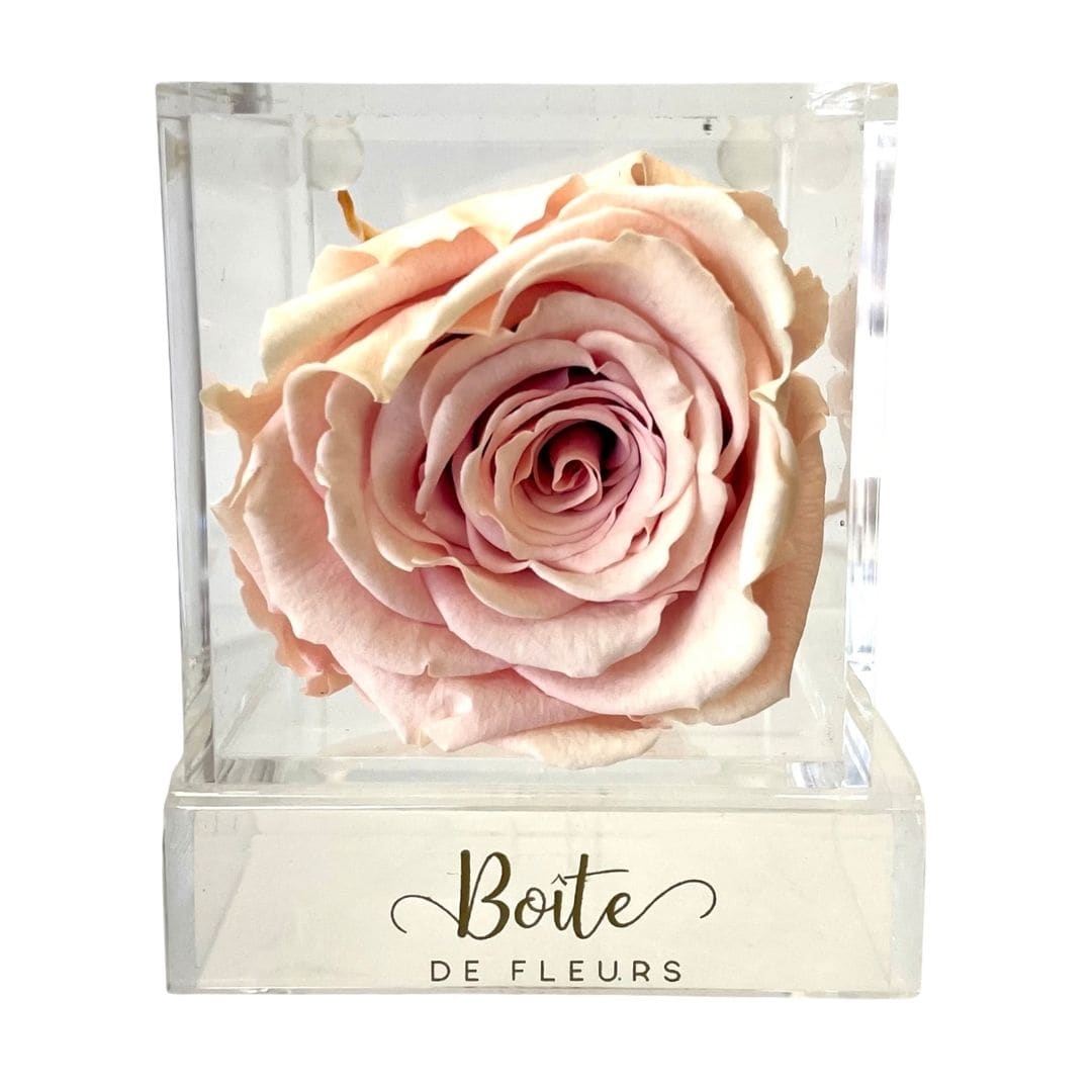 Single pale pink rose in a clear square box