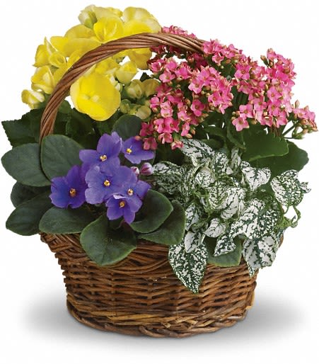 Basket of potted flowering plants in yellow, pink, and purple