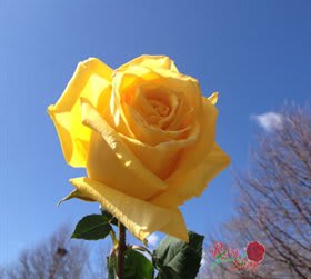 50 Fresh Bulk Yellow Rose  - Yellow or Bicolor Yellow-Red roses bring a splash of sunshine to any occasion. Long lasting yellow roses for your wedding planning business, birthday, fundraising event, or any other occasion.  Sourced from award-winning farms in Ecuador, Rose Shop offers premium quality at prices lower than most local wholesalers.  Each Bunch has 25 Roses packaged tightly to maintain freshness and it is delivered to you directly from the farms.  *Unprocessed roses  Stem Length: 20" (50 cm) .
