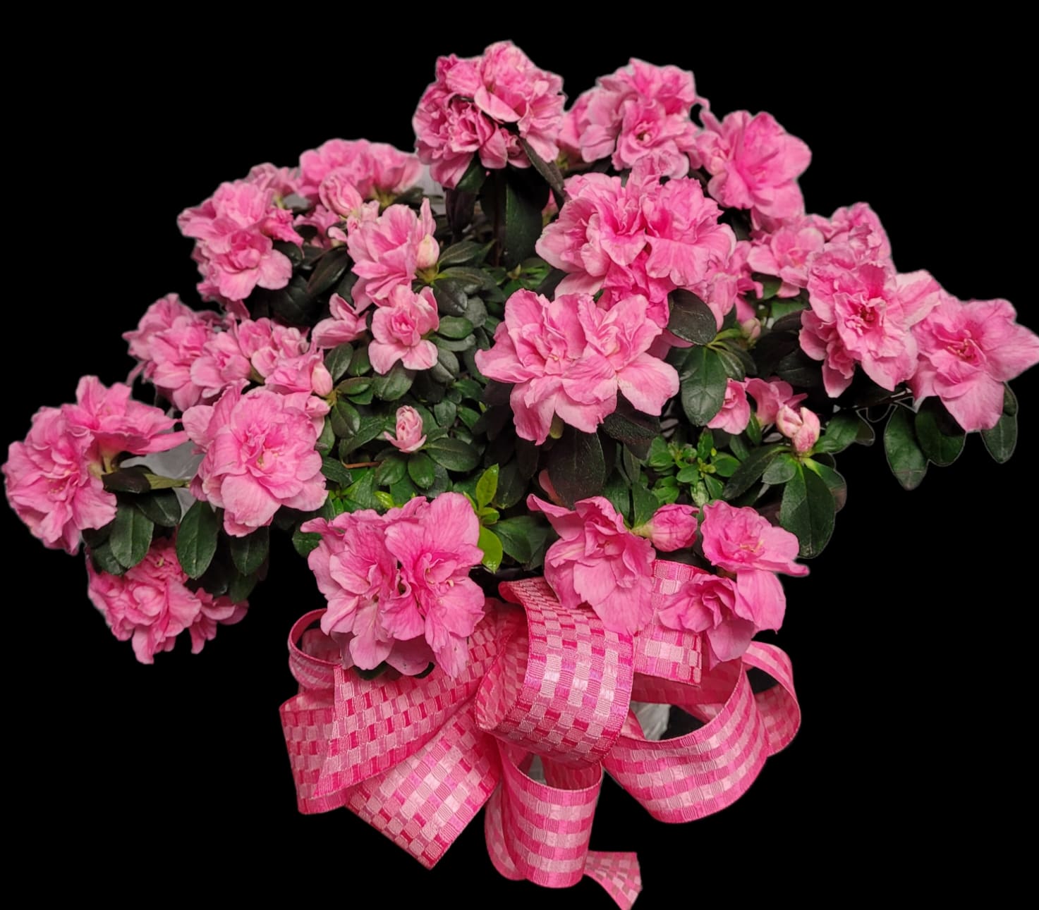 Pink flowering plant with a large checkered ribbon bow