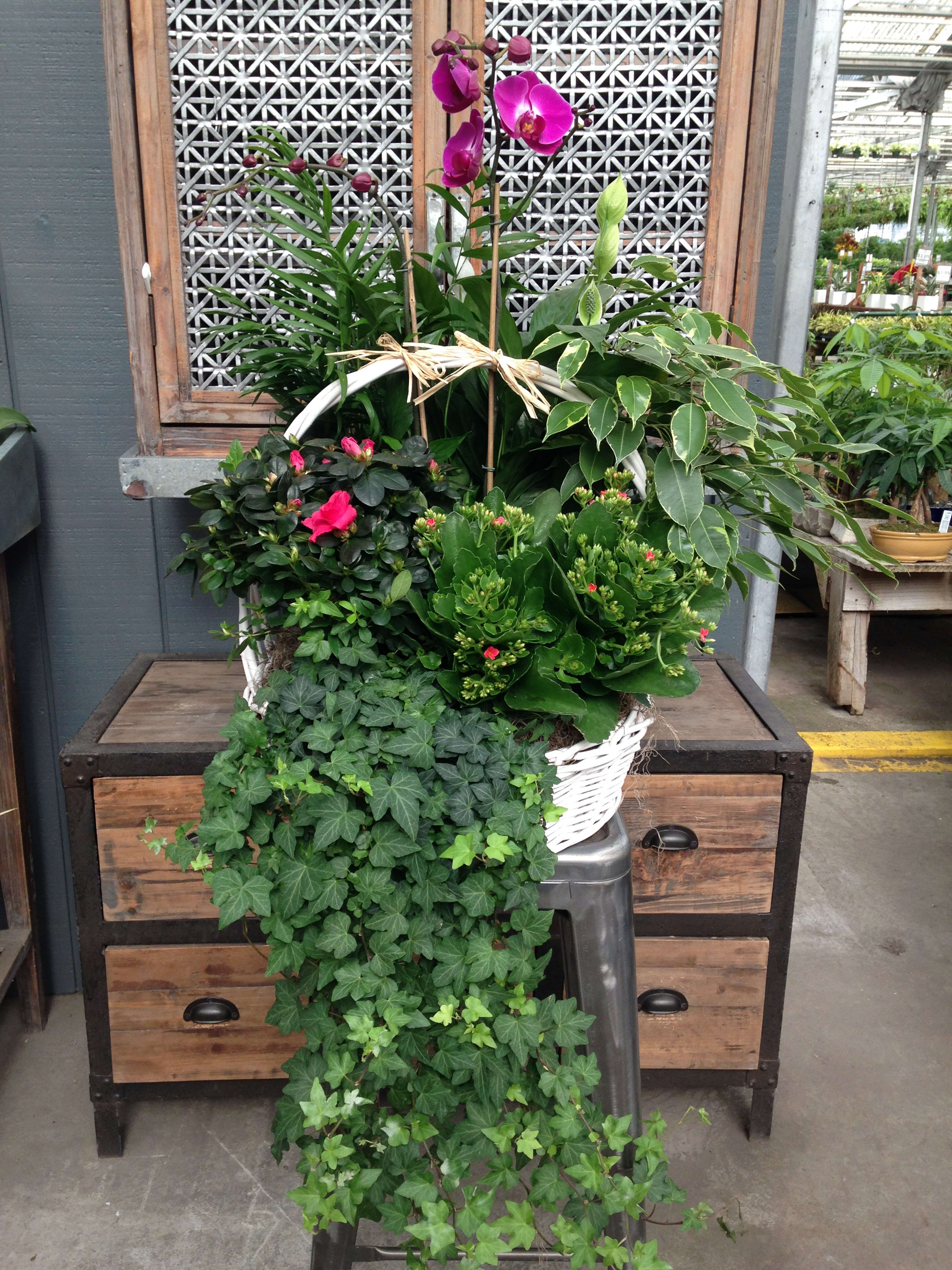 Basket of potted orchids and mixed green plants with trailing ivy