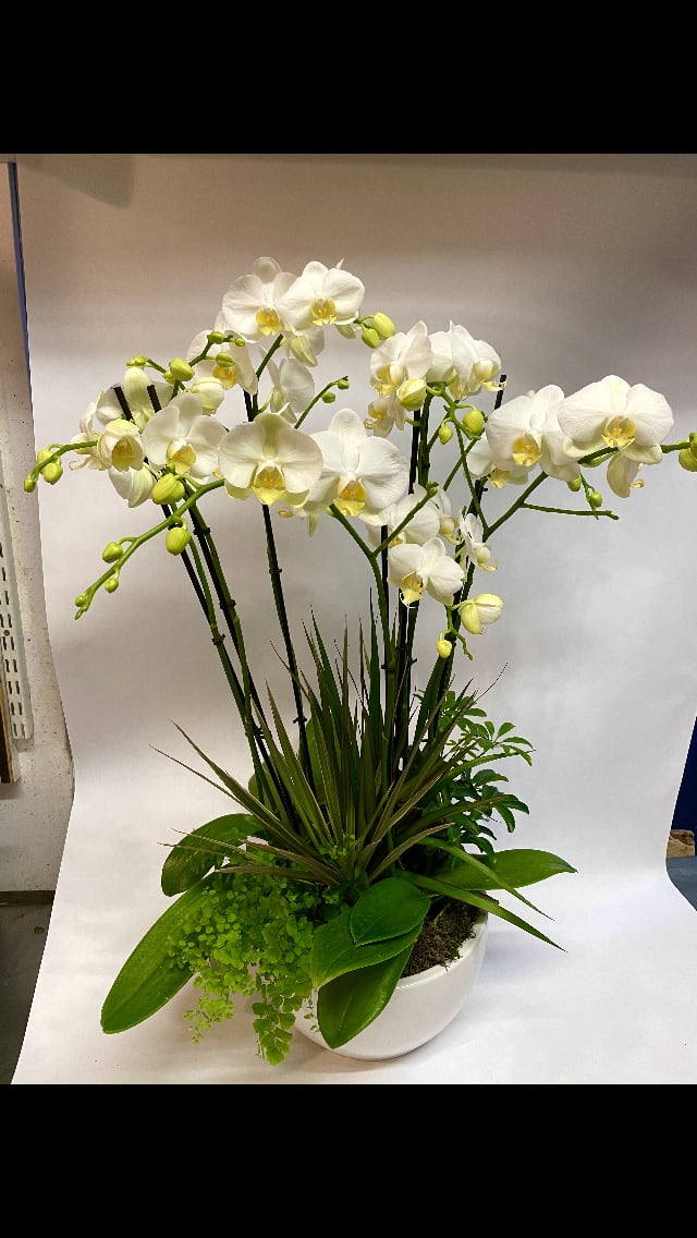 White orchid arrangement in a white ceramic pot