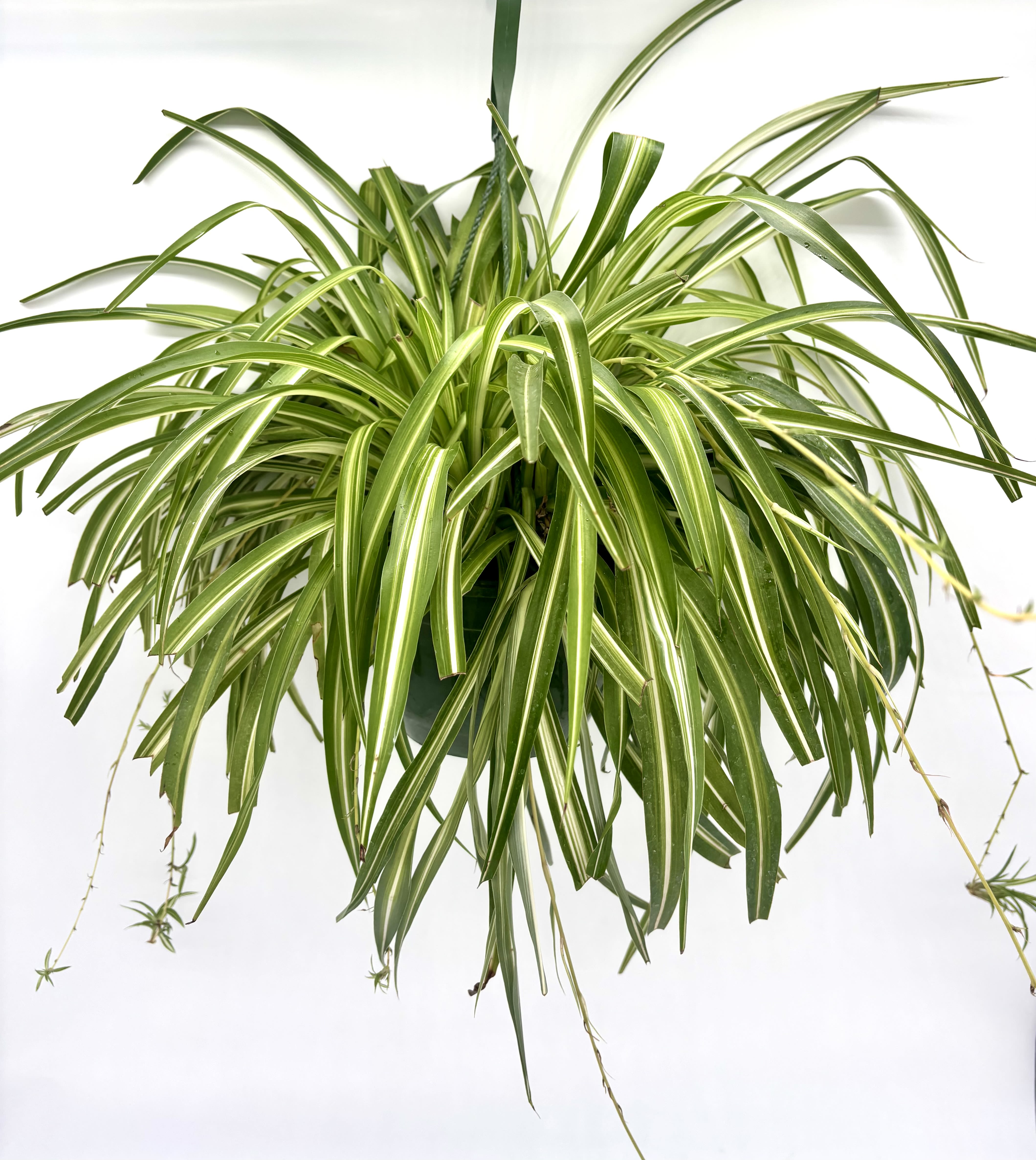 Spider Plant Hanging Basket - A timeless favorite, the Spider Plant is known for its graceful arching foliage and easy-care nature. Perfect for brightening up an indoor space or adding lush greenery to a shaded patio, this versatile plant thrives with minimal attention.