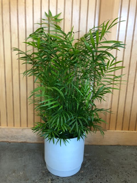 Potted green palm plant in a white container