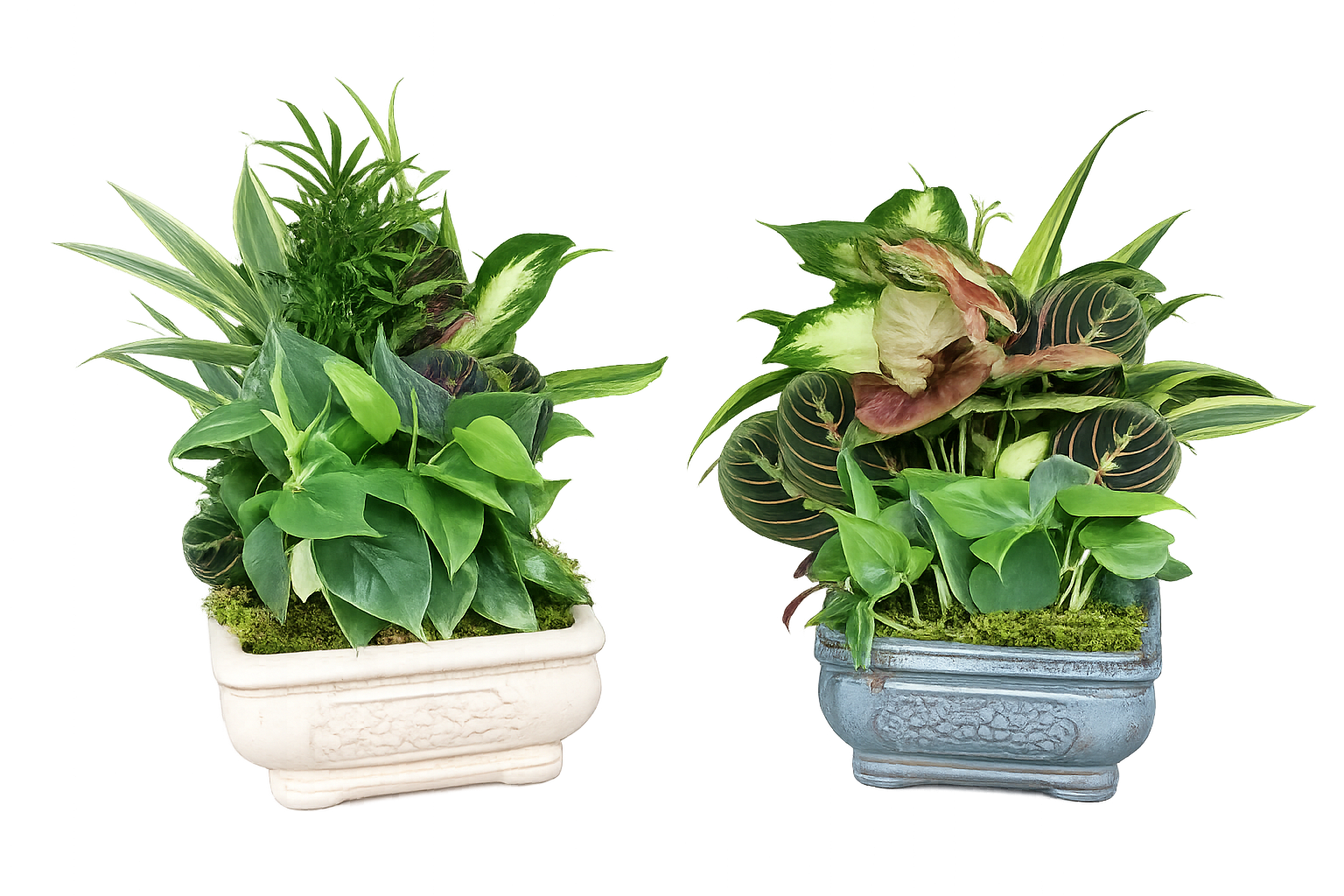 8" Assorted Dish Garden in Ceramic Planter - Great easy to care for plat gift!