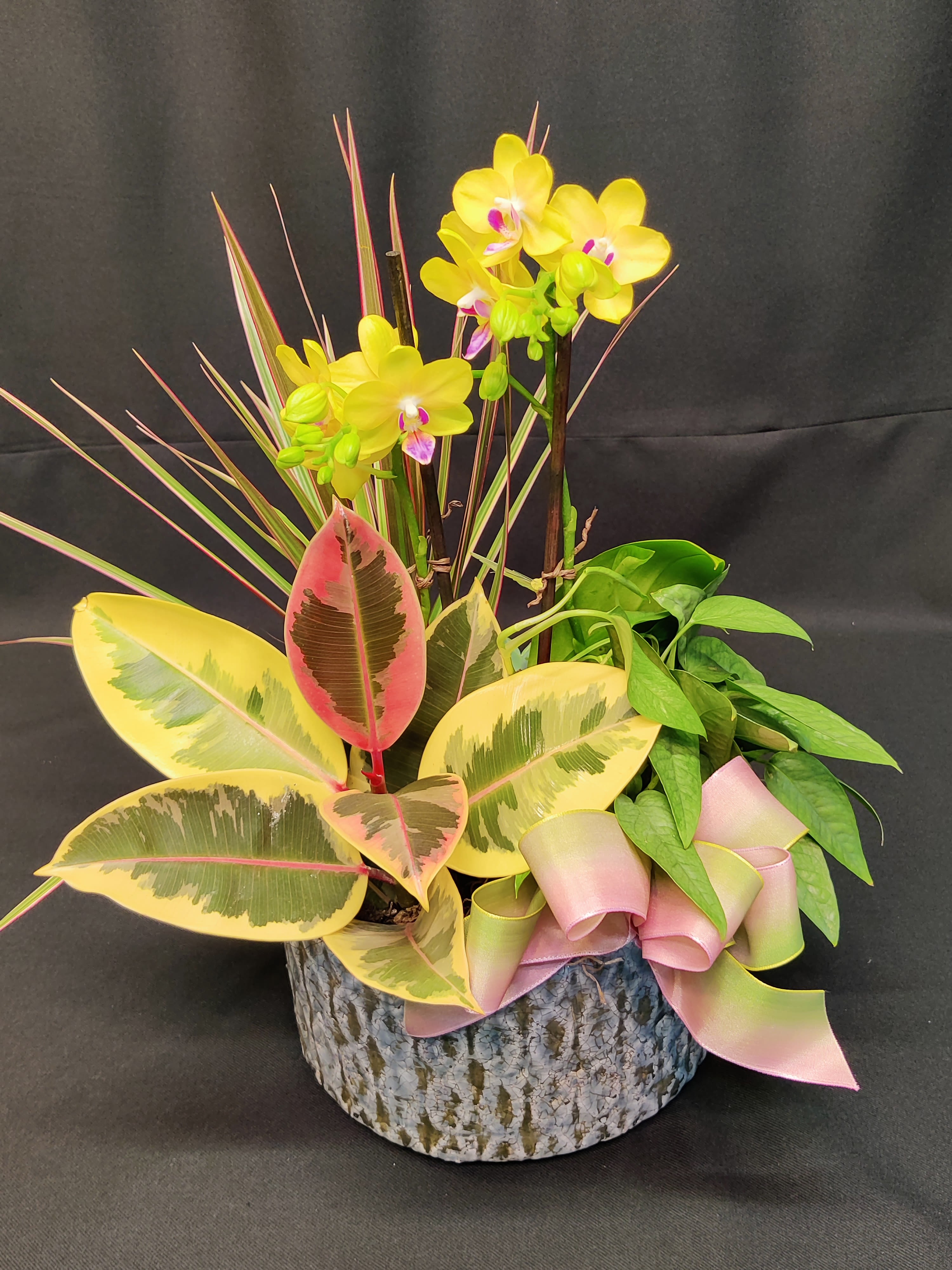 Potted orchid arrangement with variegated rubber plant leaves and a pink ribbon
