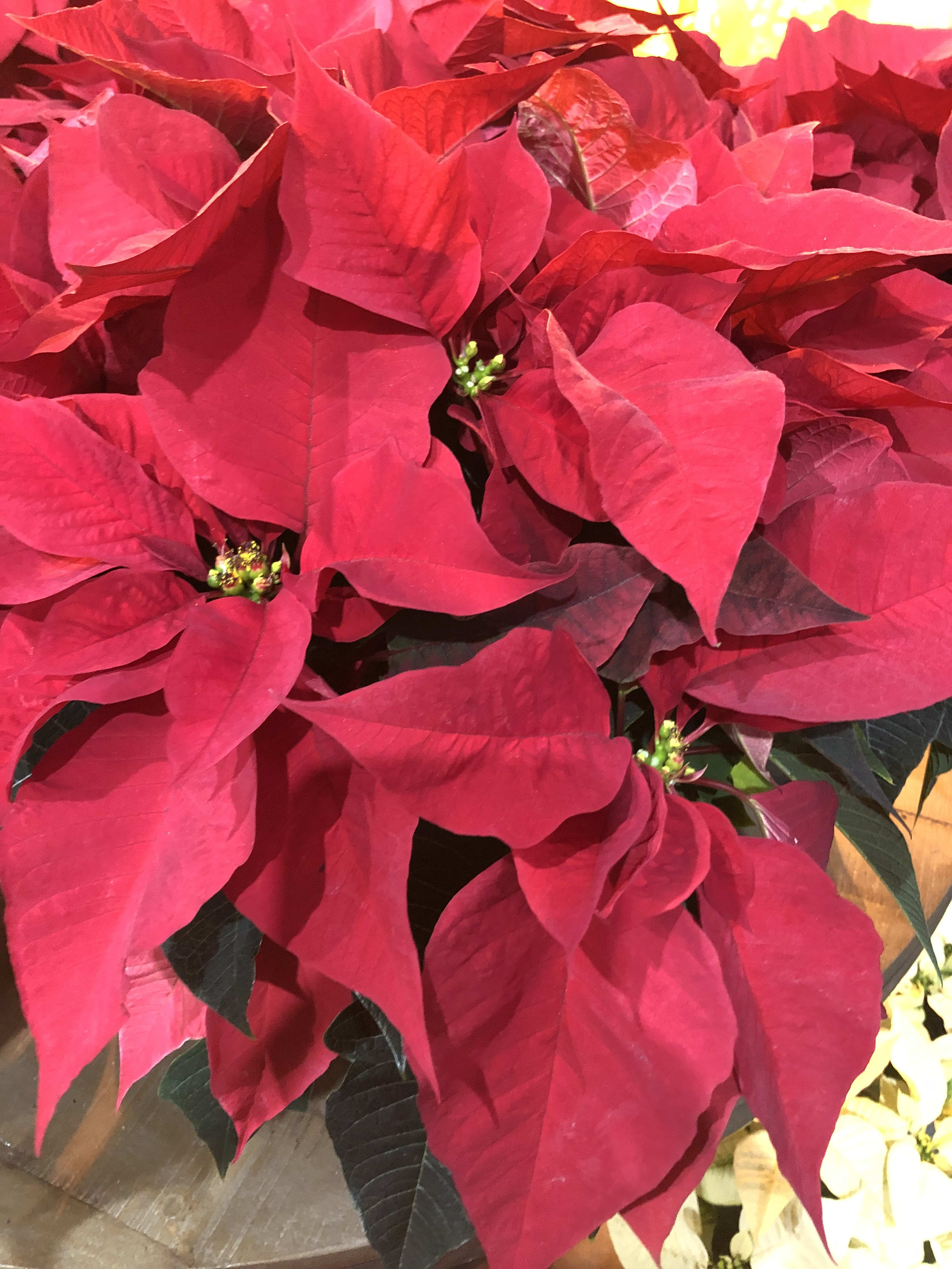 Poinsettia plant - 5” poinsettia in a basket 