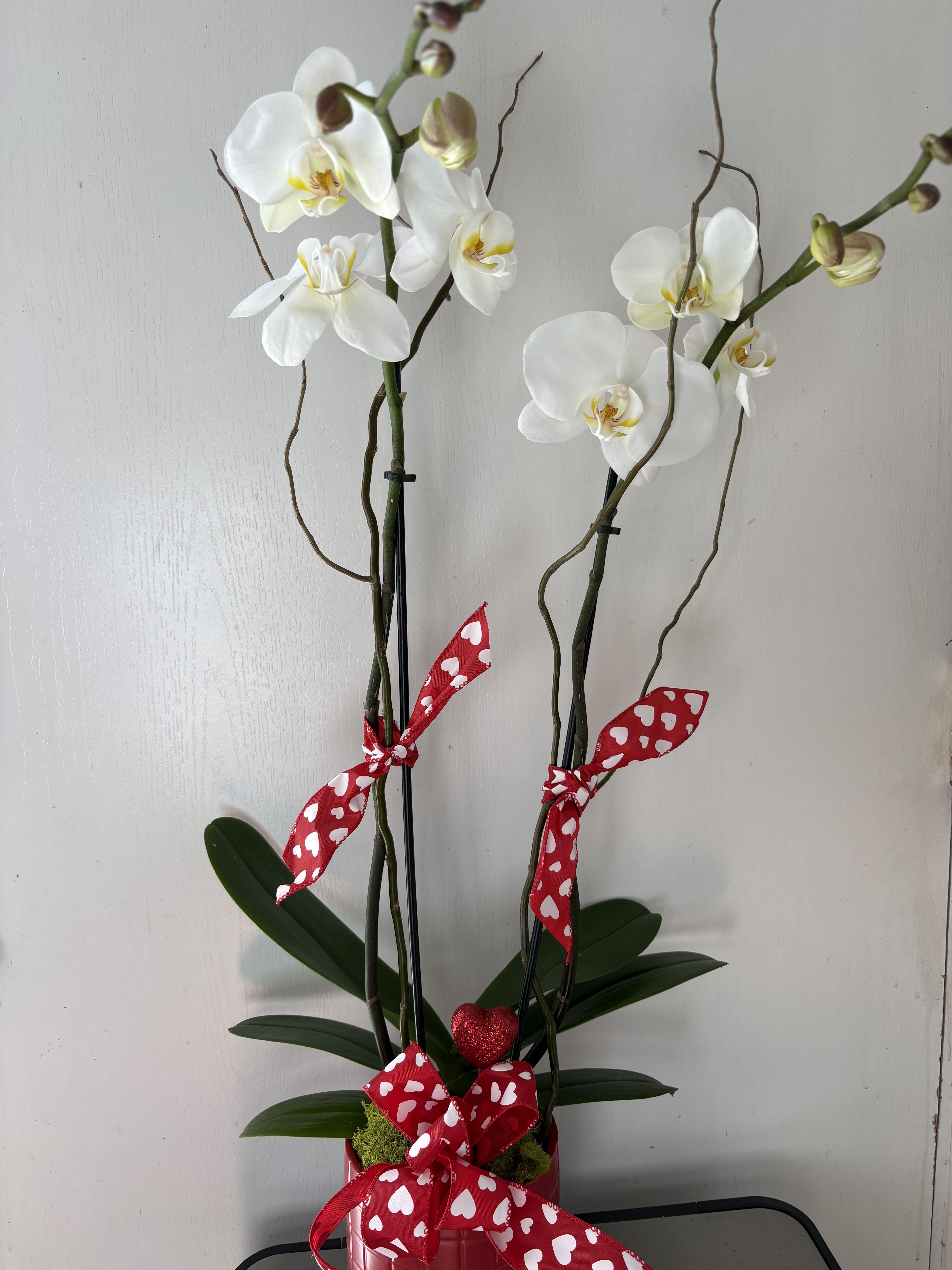 White orchids in a red pot with heart-patterned ribbon