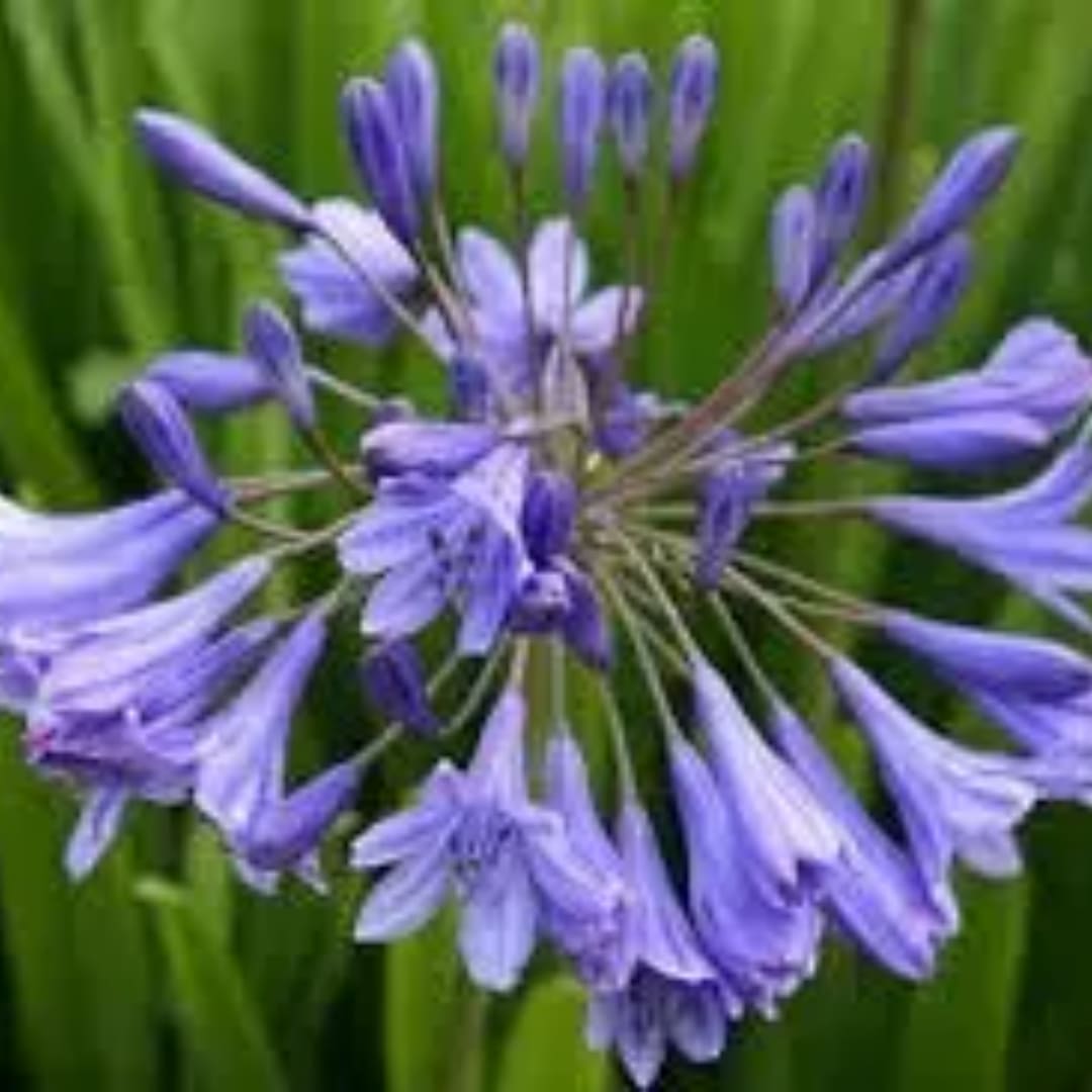 Purple agapanthus flower cluster against a green background