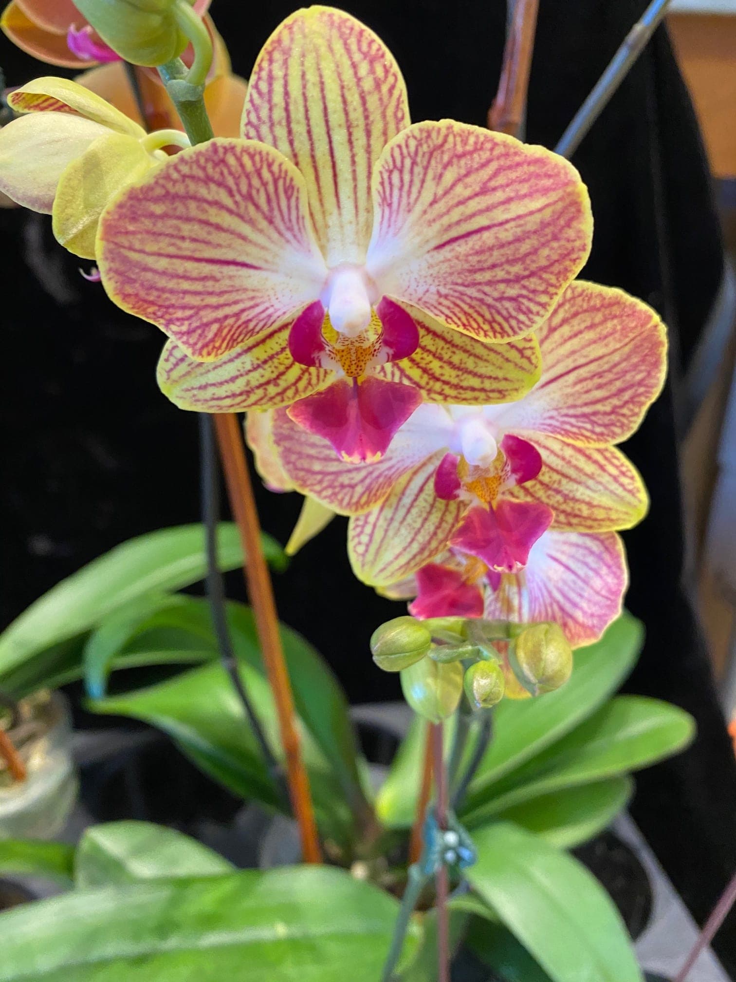 Close-up of a pink and yellow orchid bloom on a potted plant